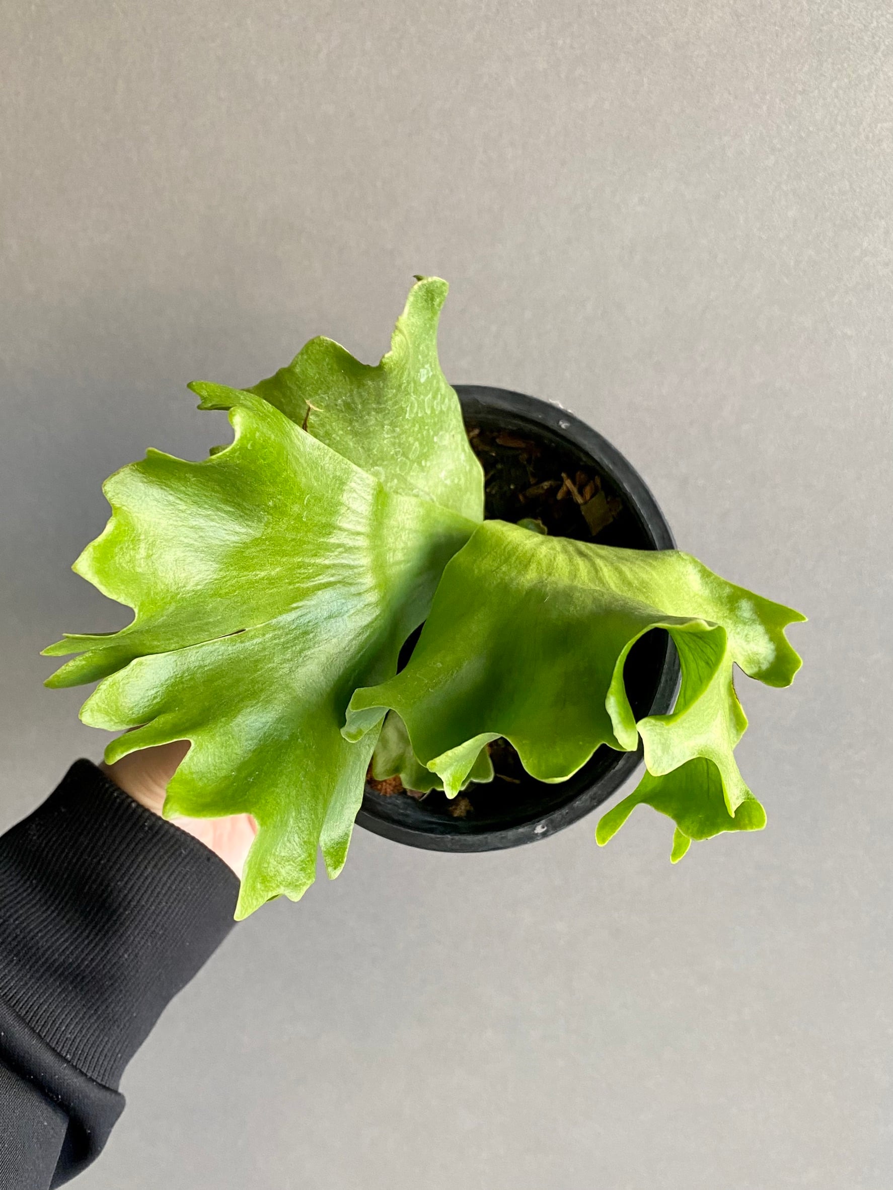 P. Butterfly 【artPLANTs】ビカクシダ/Platycerium | artPLANTs