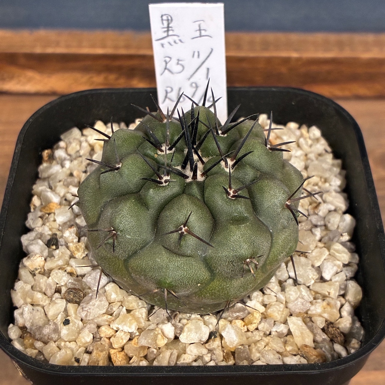 【新着3日限定10%OFF】【Copiapoa】サボテン コピアポア 黒王丸 実生【362】