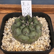 【新着3日限定10%OFF】【Copiapoa】サボテン コピアポア 黒王丸 実生【362】