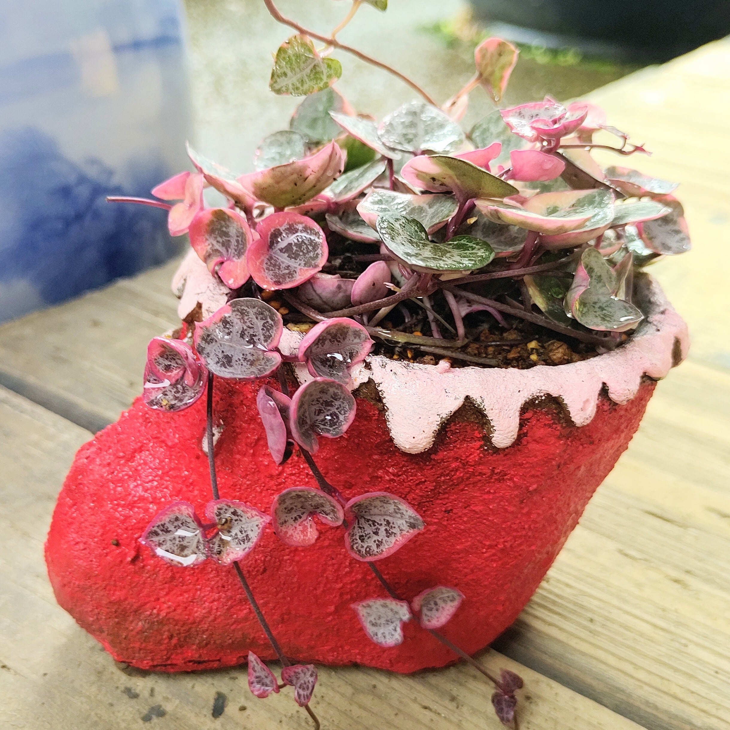 手作りブーツ入り斑入りハートカズラT | RuPo 多肉植物専門店