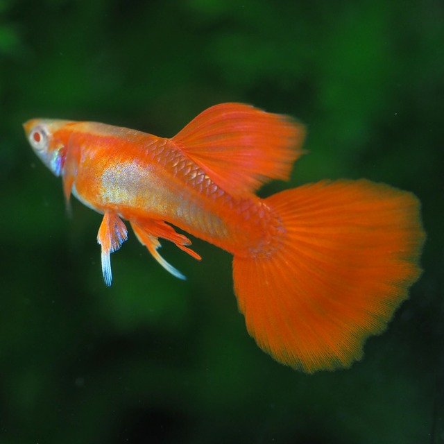 【セール】RREAフルレッドタキシード　若魚1ペア＋おまけオス2匹