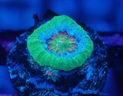 Loadhowensis Baby "PremiumRainbow" 9