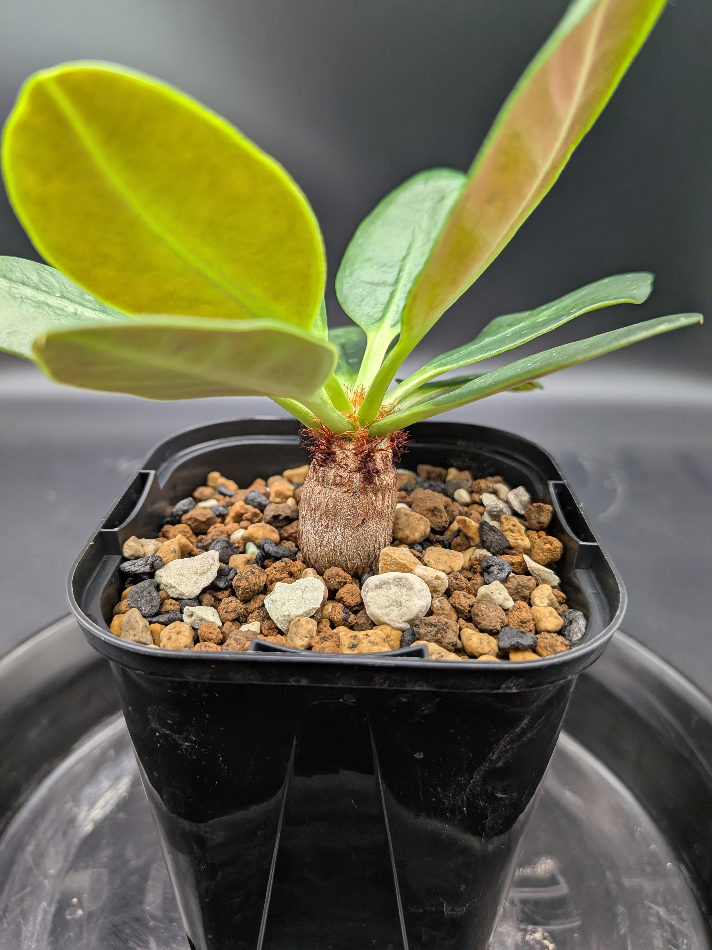 ラメナ ユーフォルビア | Le Norte 実生植物専門店