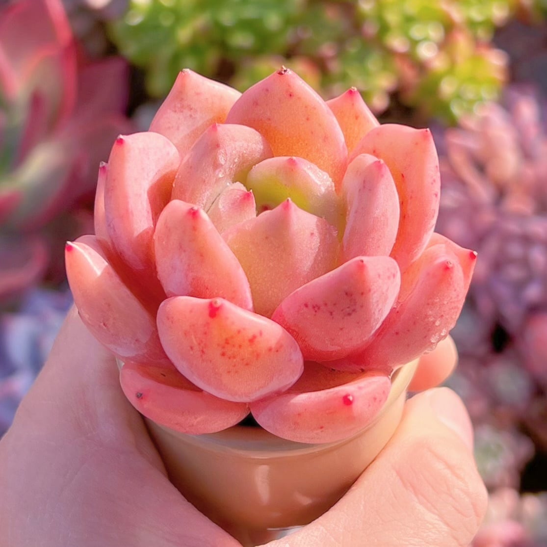 超レア✨毒りんご✕ピンクモンロー錦✨ 多肉植物 シャンペーンxモンロー 新入荷 るる農園 | るる農園~多肉植物専門