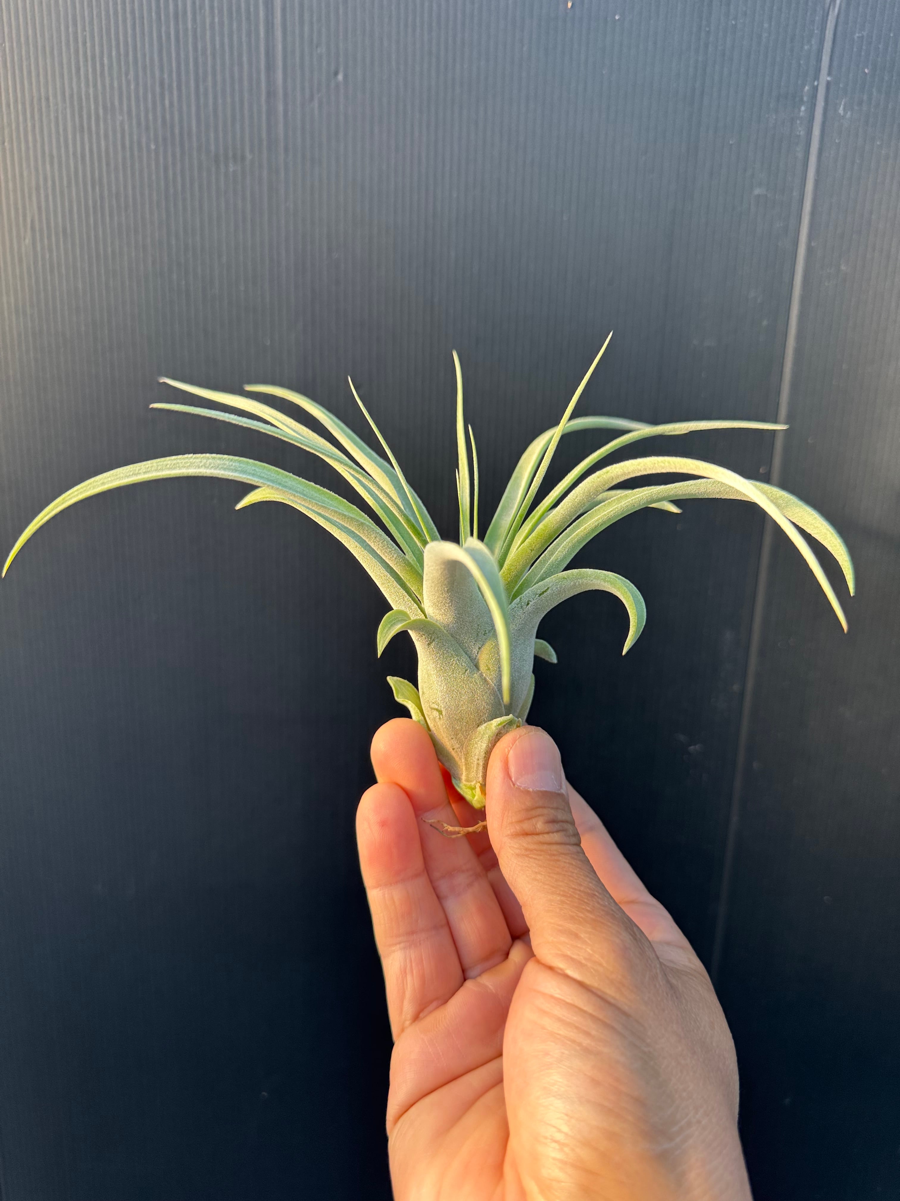 イオナンタ ヘッジホッグ ionantha Hedgehog cvc. | Pay ID
