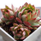 抜き苗 ロータスランプ 【限定1株】群生3頭 Echeveria 'Lotus Lamp'