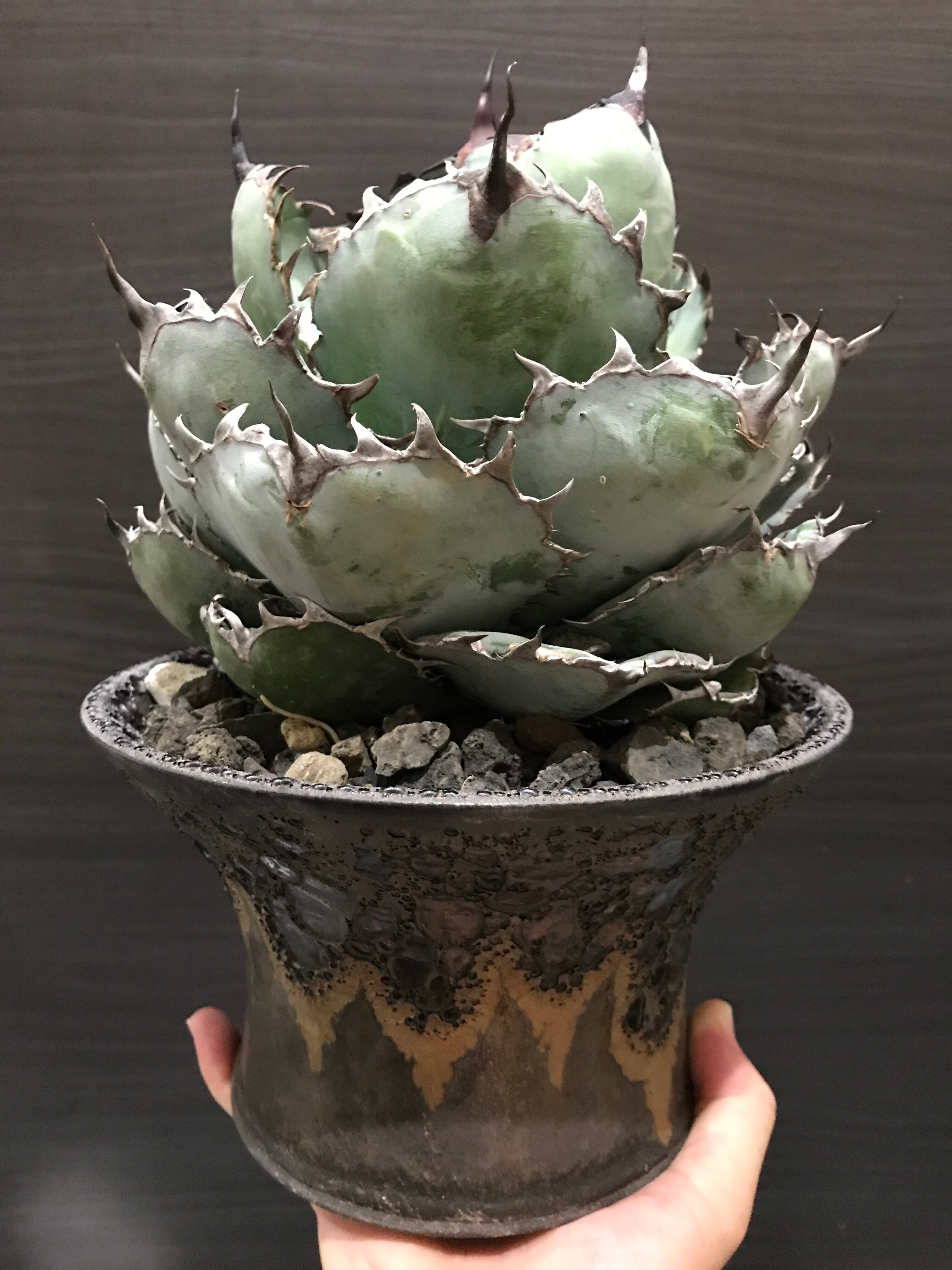 アガベ チタノタ ブラックアンドブルー 大株 | アガベ全般、アガベチタノタ小売、卸、育て方、陶器鉢の販売osp