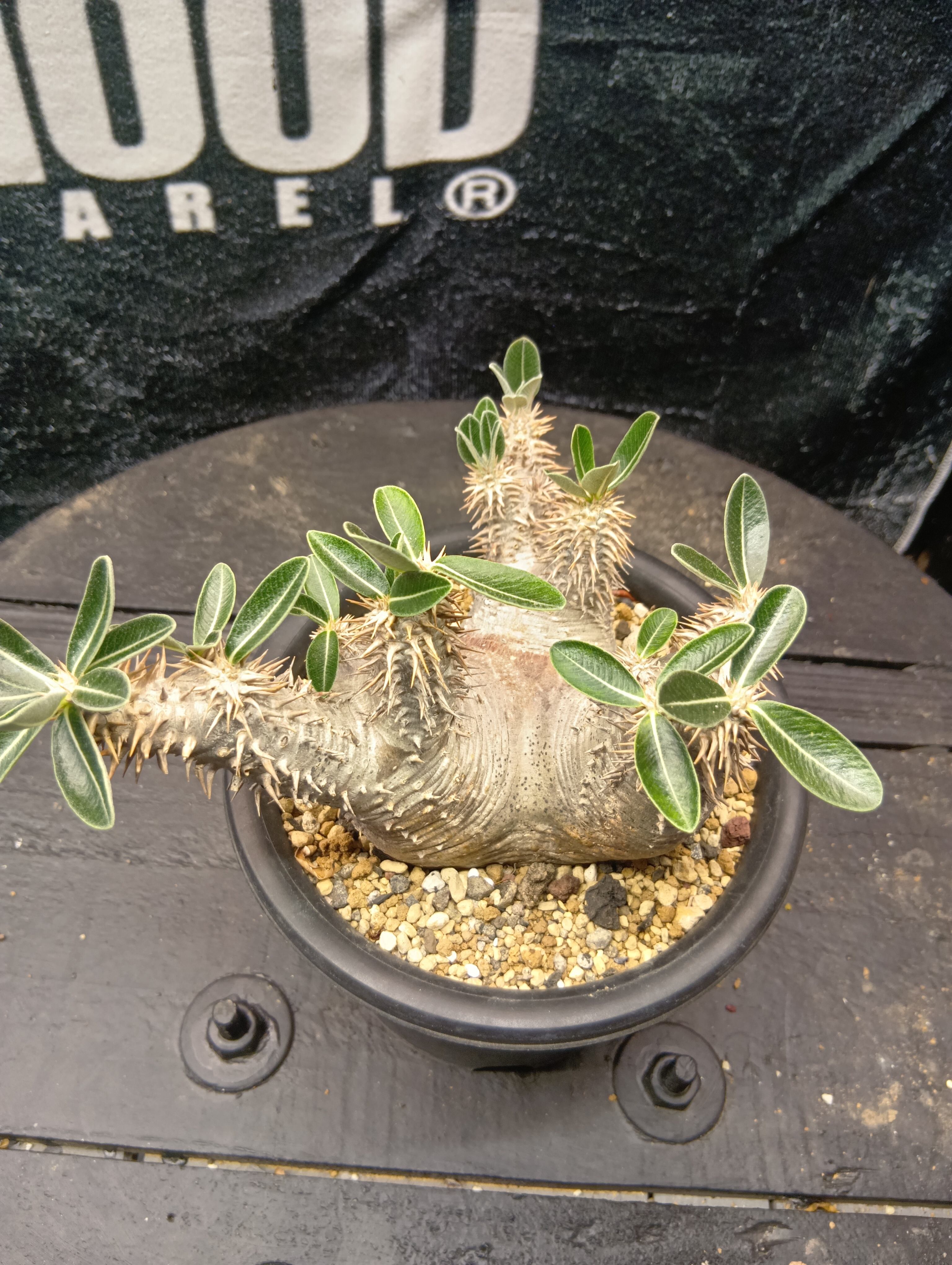 パキポディウム デンシフローラム 現地球 | Buenaplant