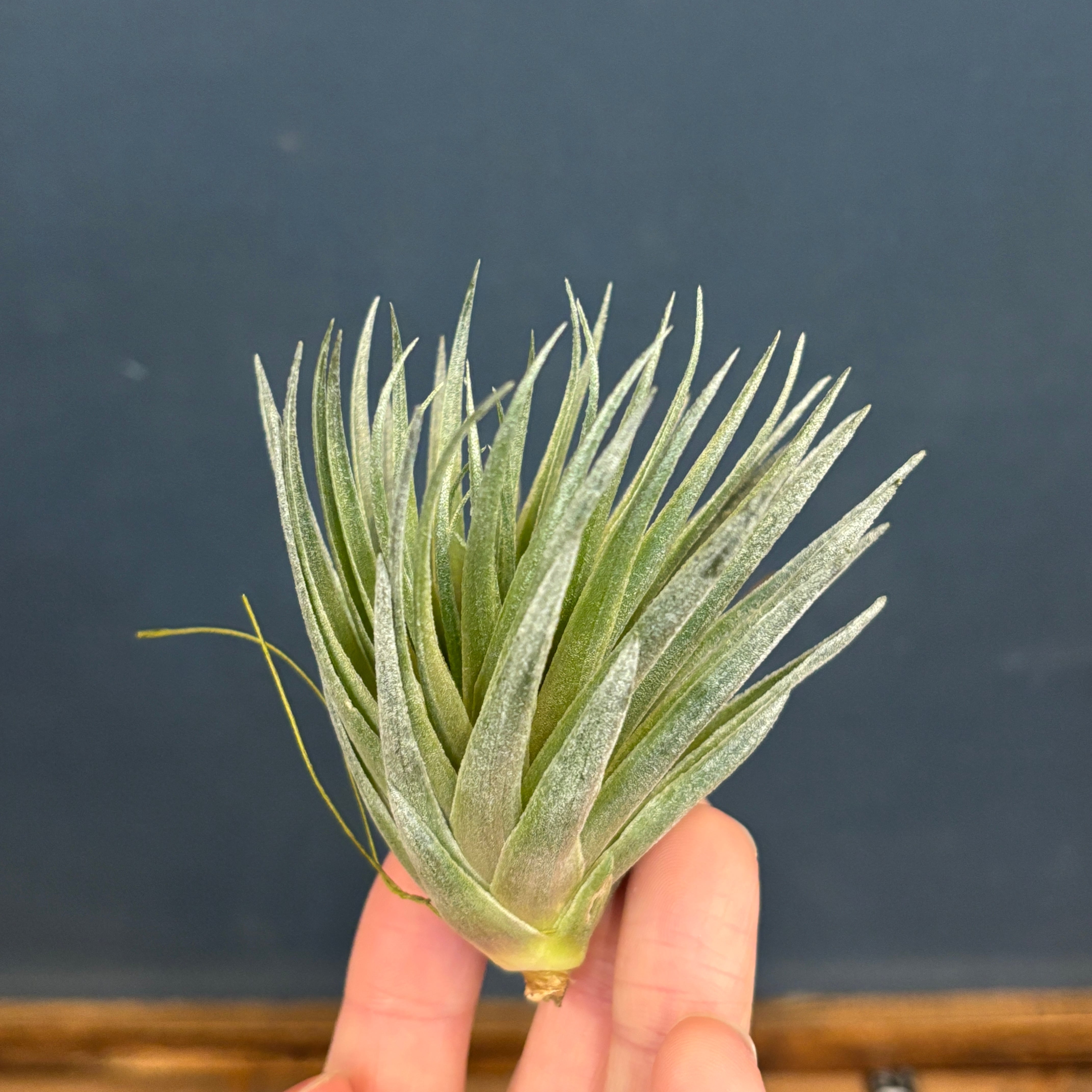 チランジア カウツキー×ゲミニフローラ【114】 | PROTOLEAF プロトリーフ