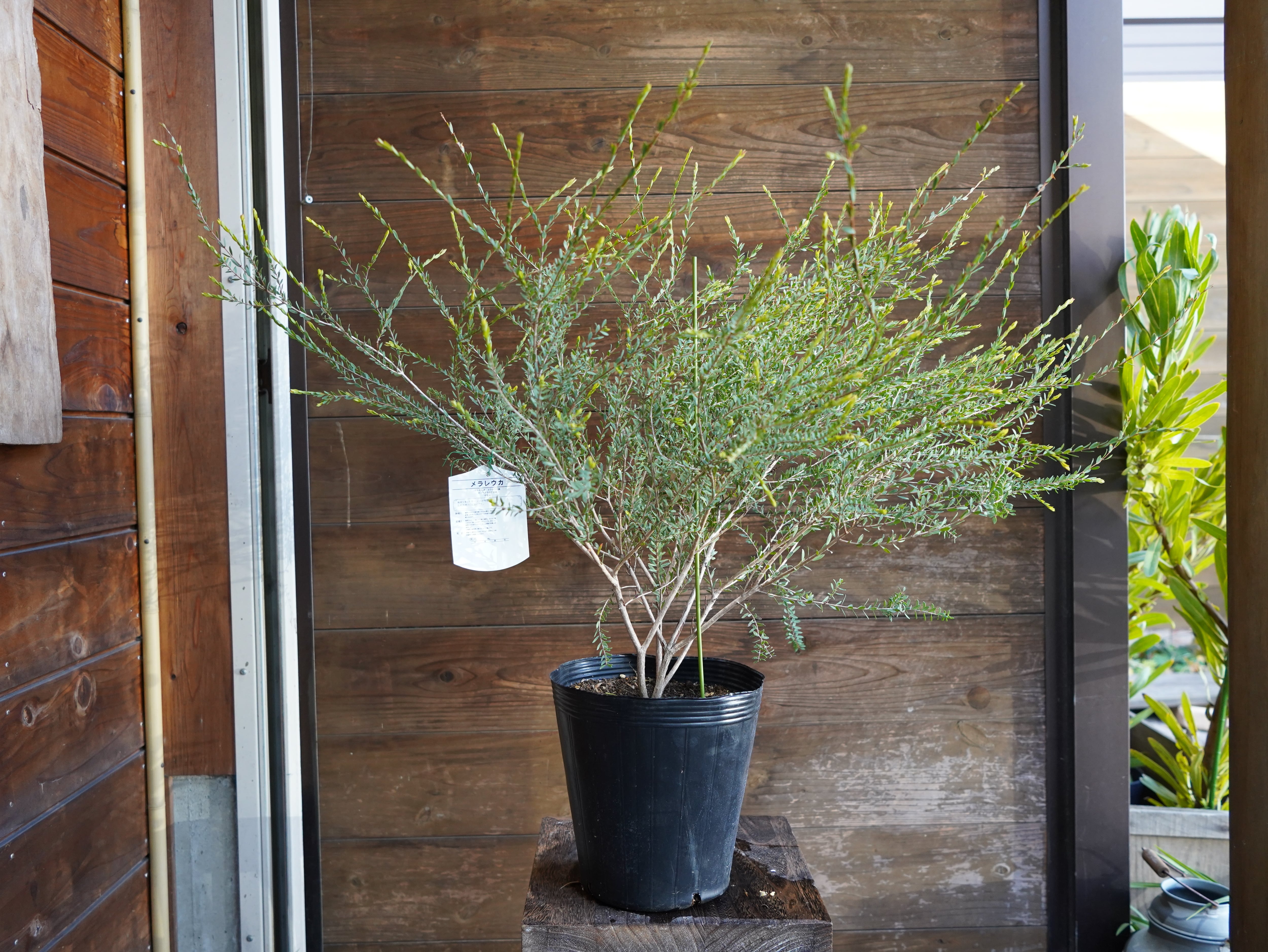 【現物】メラレウカ　”タイムハニーマータル”