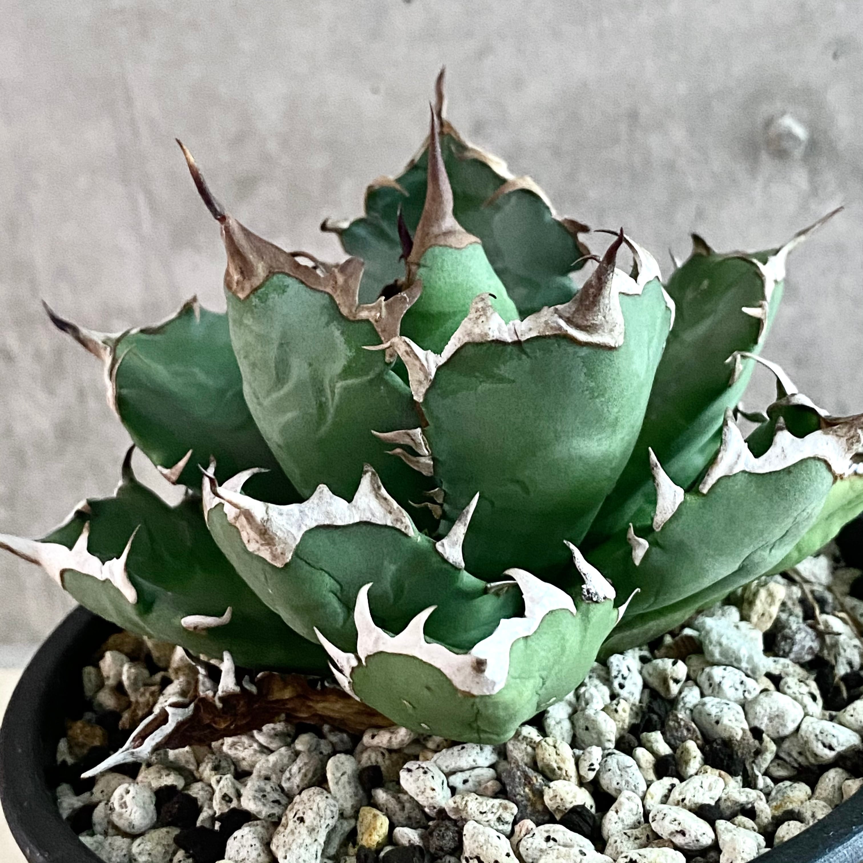 agave titanota No1/アガベ チタノタ ナンバーワン【観葉植物】【多肉 ...