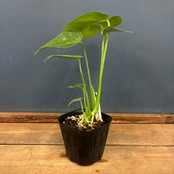 【クリアランスセール対象商品】【JN】モンステラ　デリシオーサ　コンパクタ【901】
