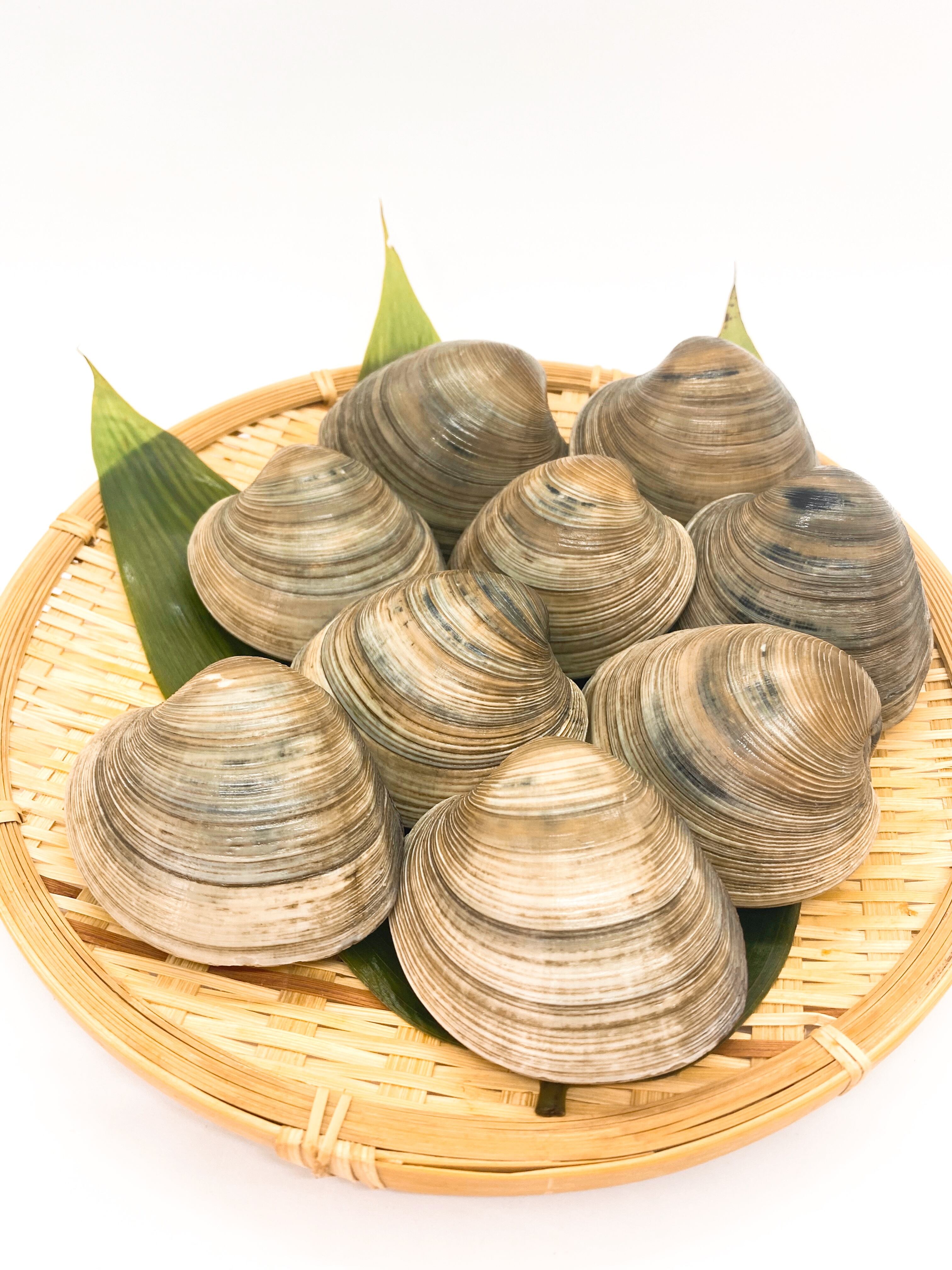 千葉県産 冷凍ホンビノス貝 約10kg入り Tokyobayfisherman S