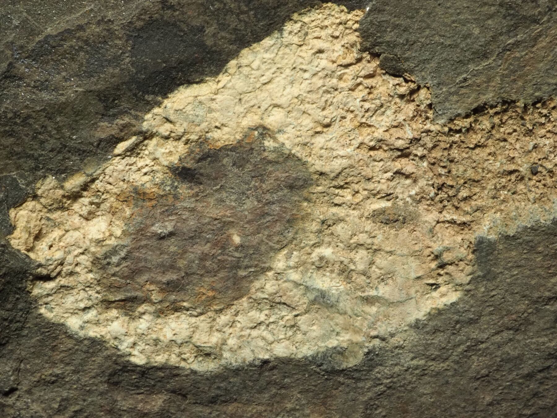 大型！超極上！棘皮動物の化石【Dendrocystites sp.】【1963g