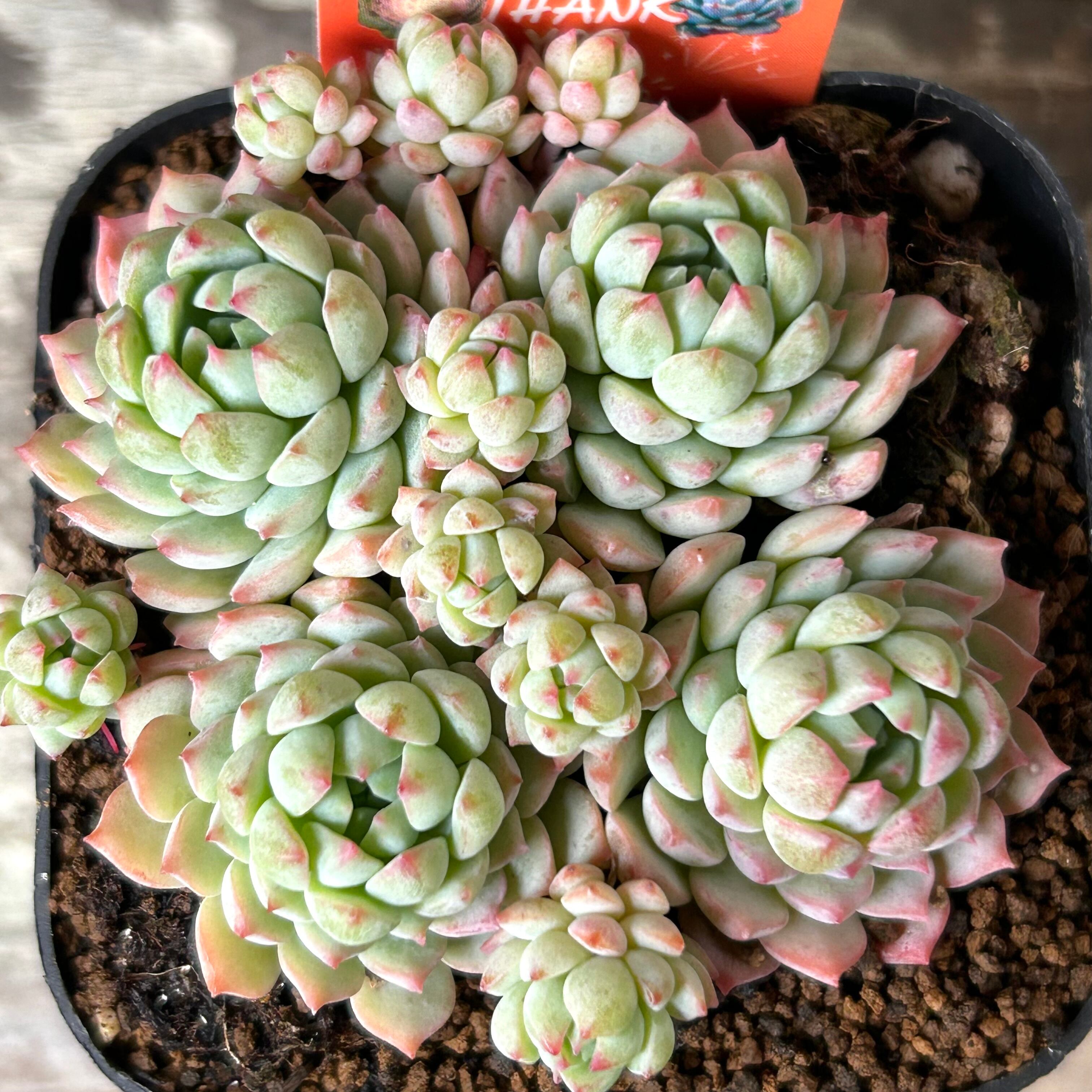 ピンクベリー群生 韓国苗 | RuPo 多肉植物専門店