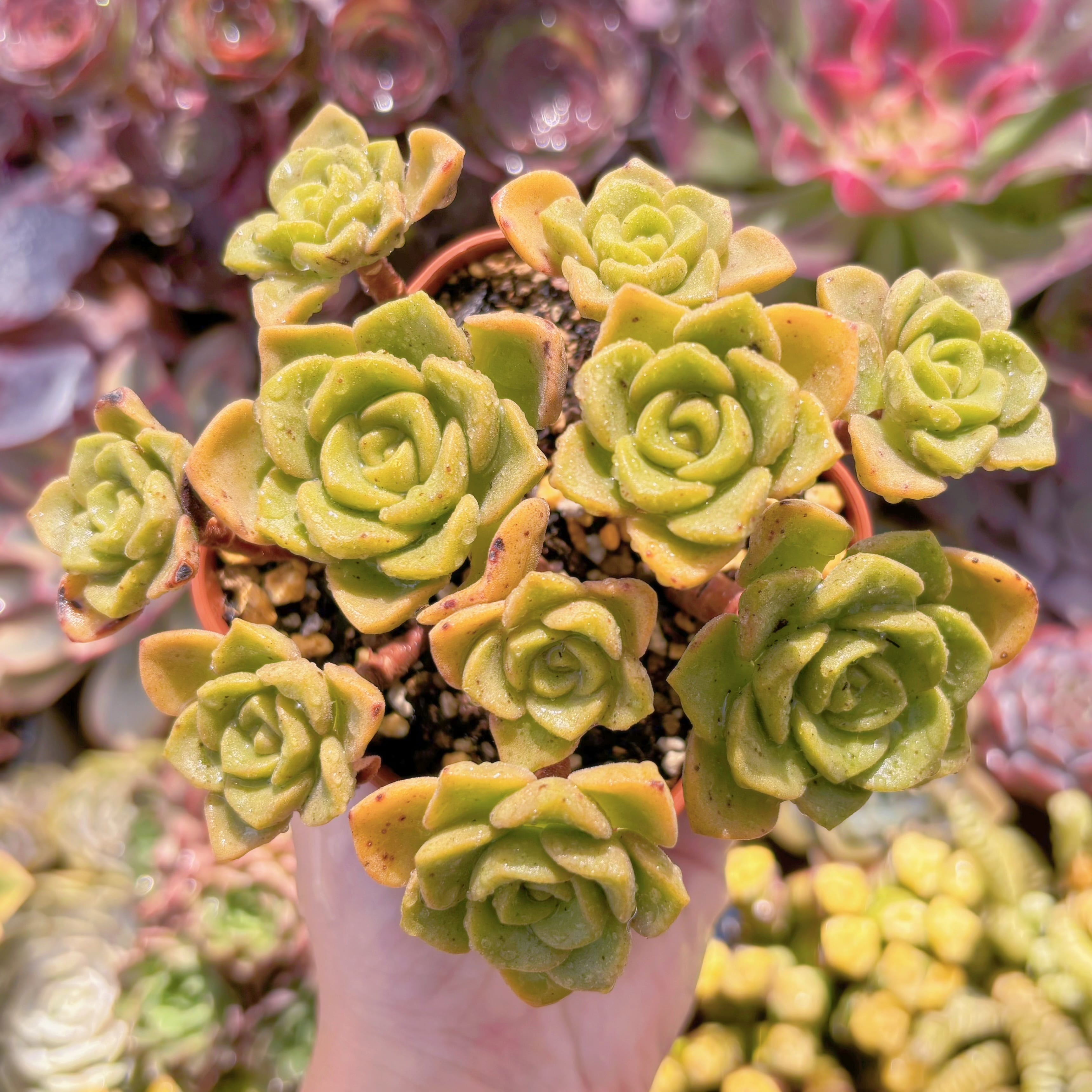 現品　リリーパット#904　るる農園