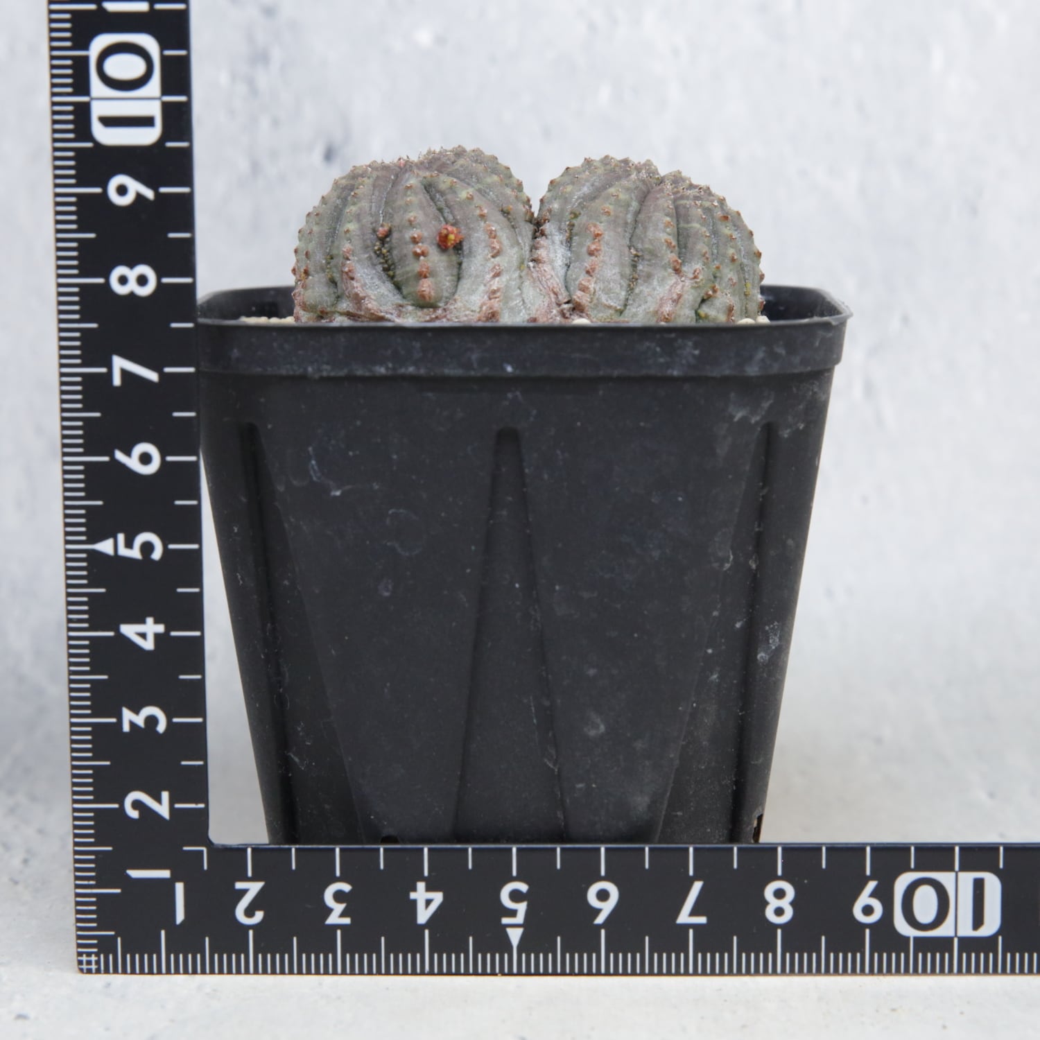 ダブルヘッド 扁平 オベサ / ユーフォルビア 木質化 | LIGHTHOUSE