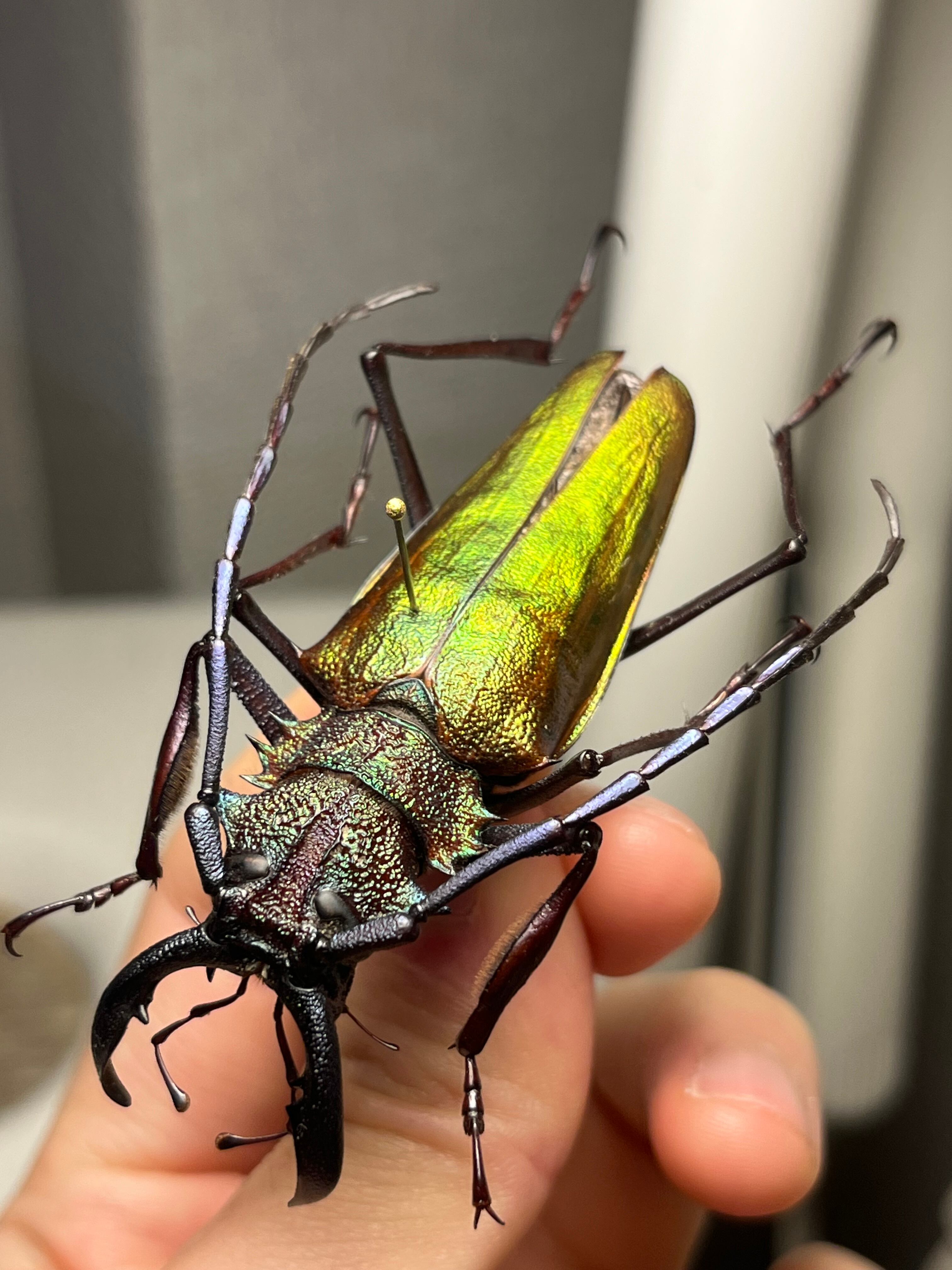赤黄緑青】ルリオニカミキリ ムラサキオニノコギリカミキリ