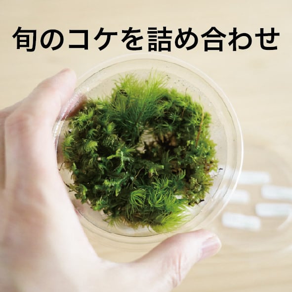 ちょっとずつお試しコケ6種パック◇種類の指定不可 | 苔テラリウム専門