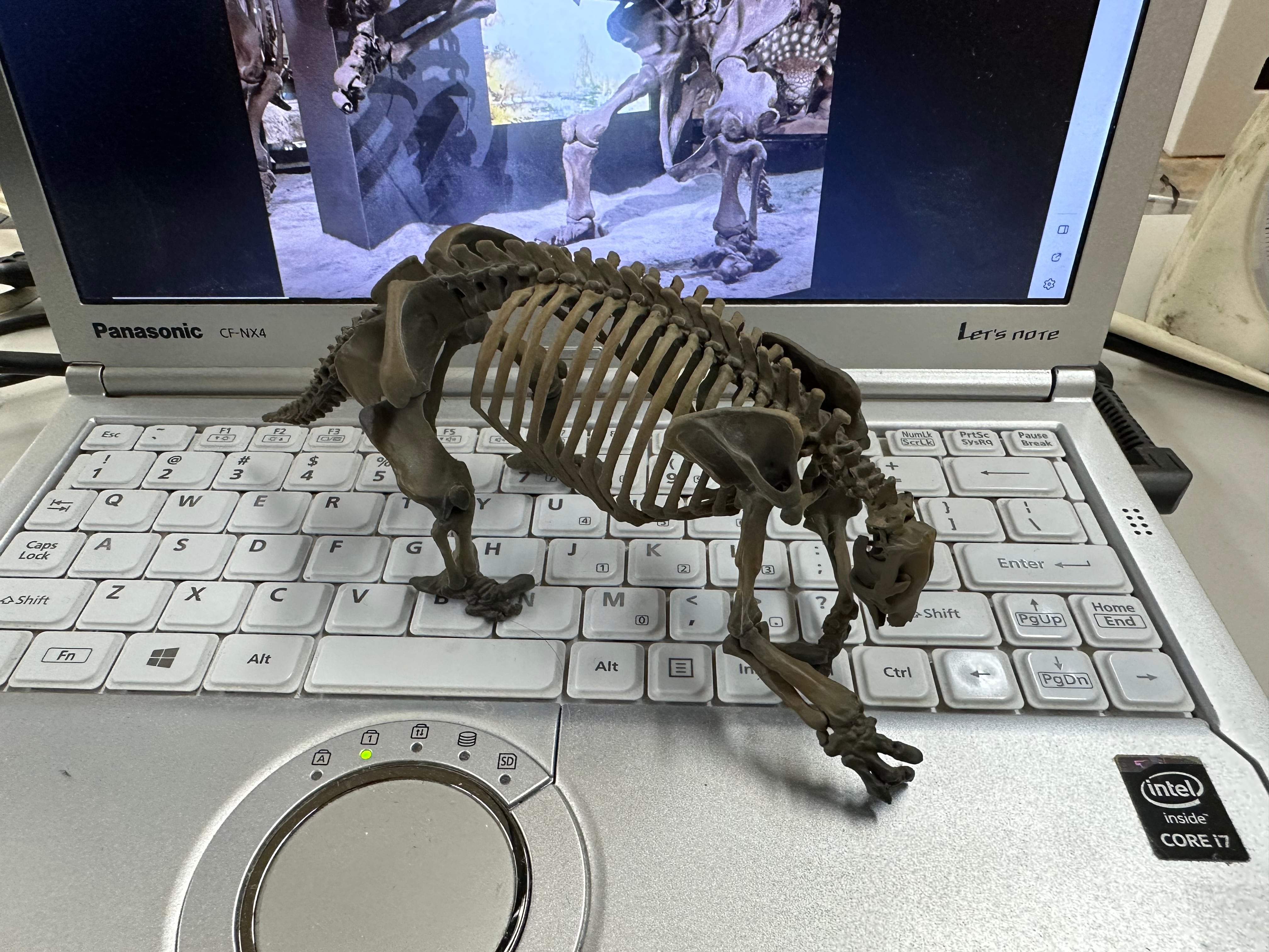 オオナマケモノ 縮小全身骨格レプリカ【 エレモテリウム 】 | アンフィ