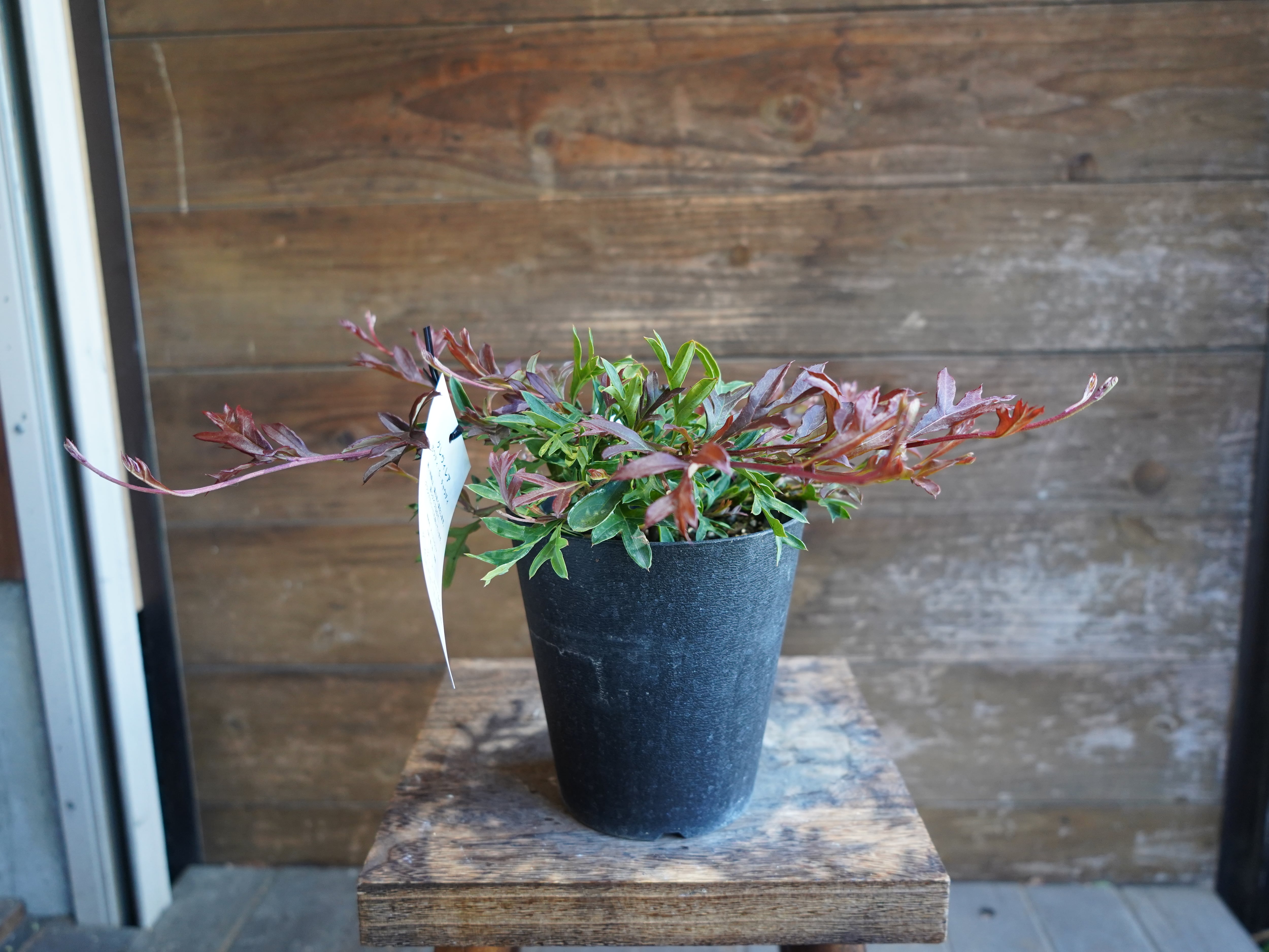 【現物】グレビレア　"ガウディチャウディ"　B