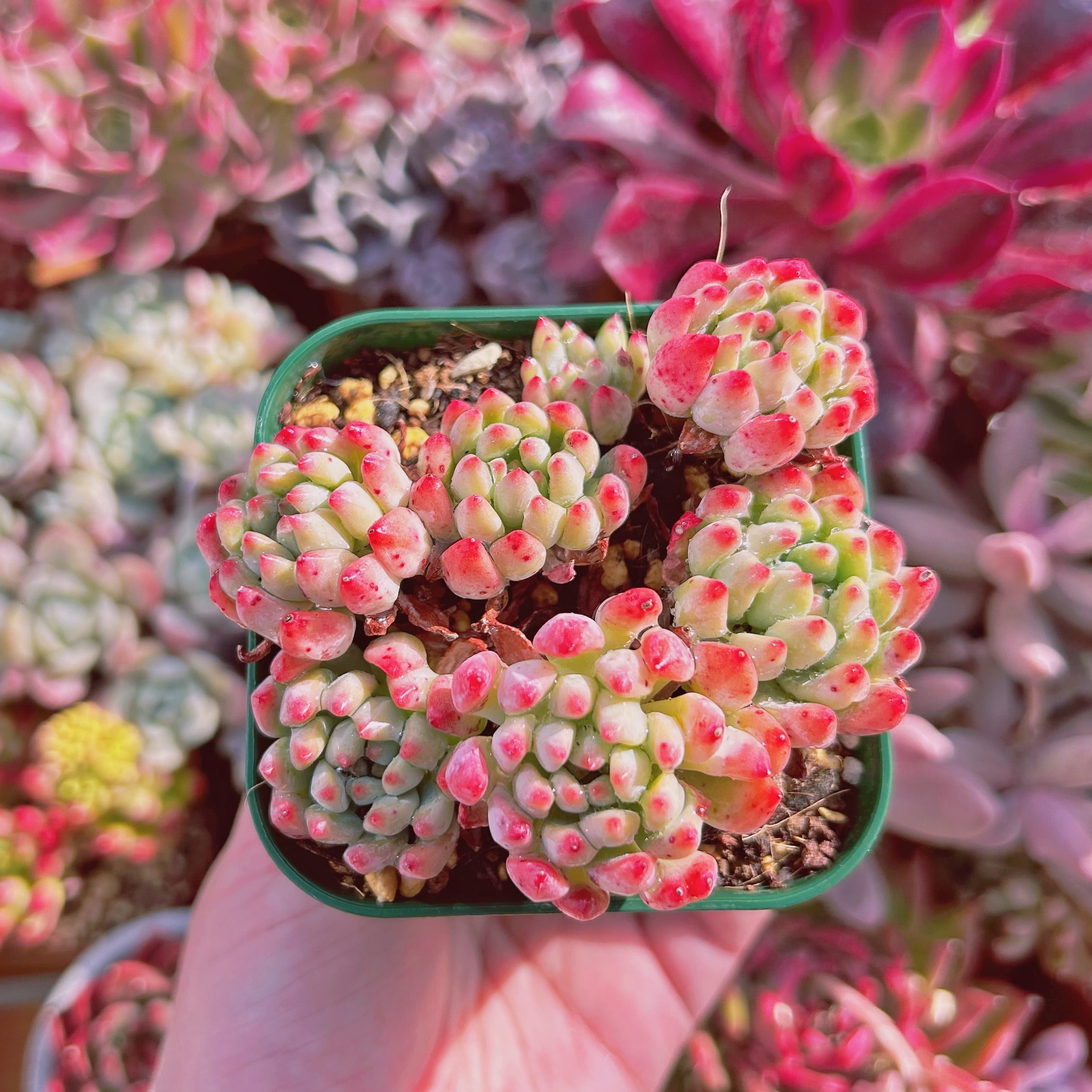 #526現物　多肉植物　ブルーエルフ　大苗