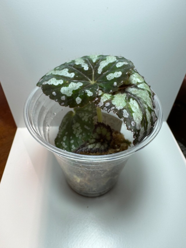 【NEW】熱帯植物ベゴニアsp.WARBLE(あかだまちゃん厳選植物、写真の現物を発送します）
