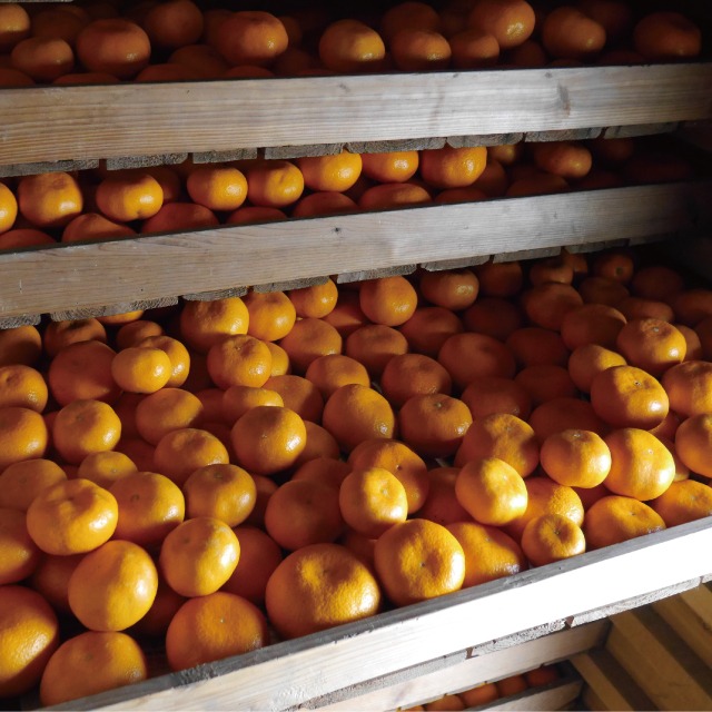 2026/1/1予約販売開始【5kg箱＋10kg箱 2箱まとめて一括り1個口発送】蔵出し熟成みかん5kg＋10kg