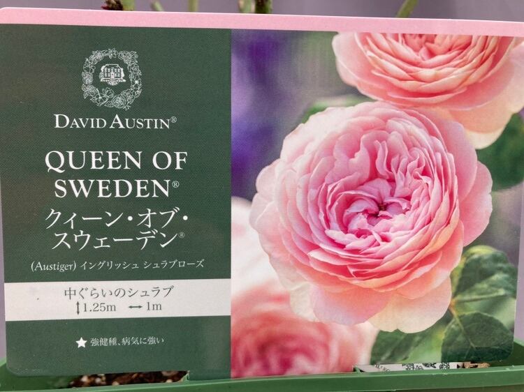 希少 バラ苗 切り花品種 Cherrry Braandy 希少 バラ苗 切り花品種