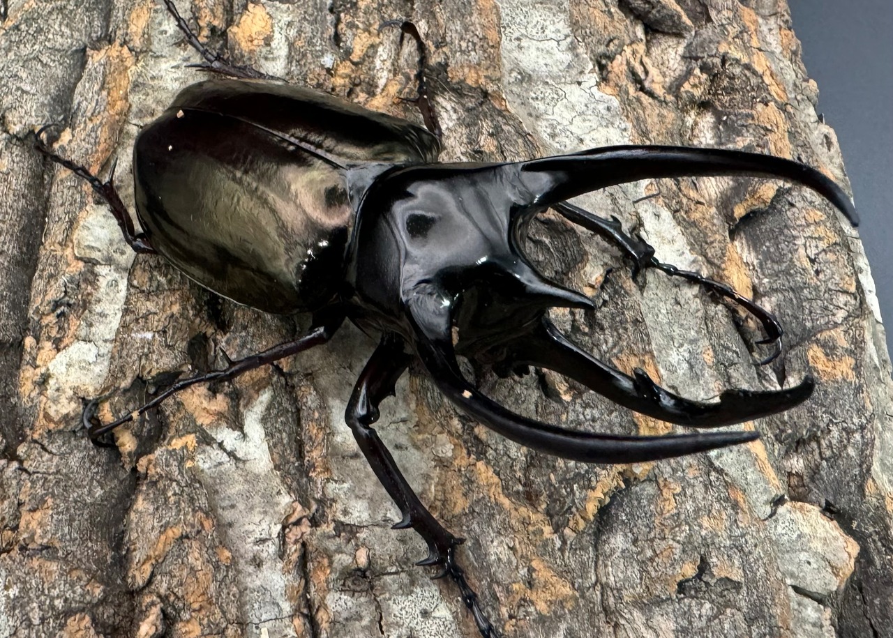 【WD】《ジャワコーカサスオオカブト 103mm ペア》