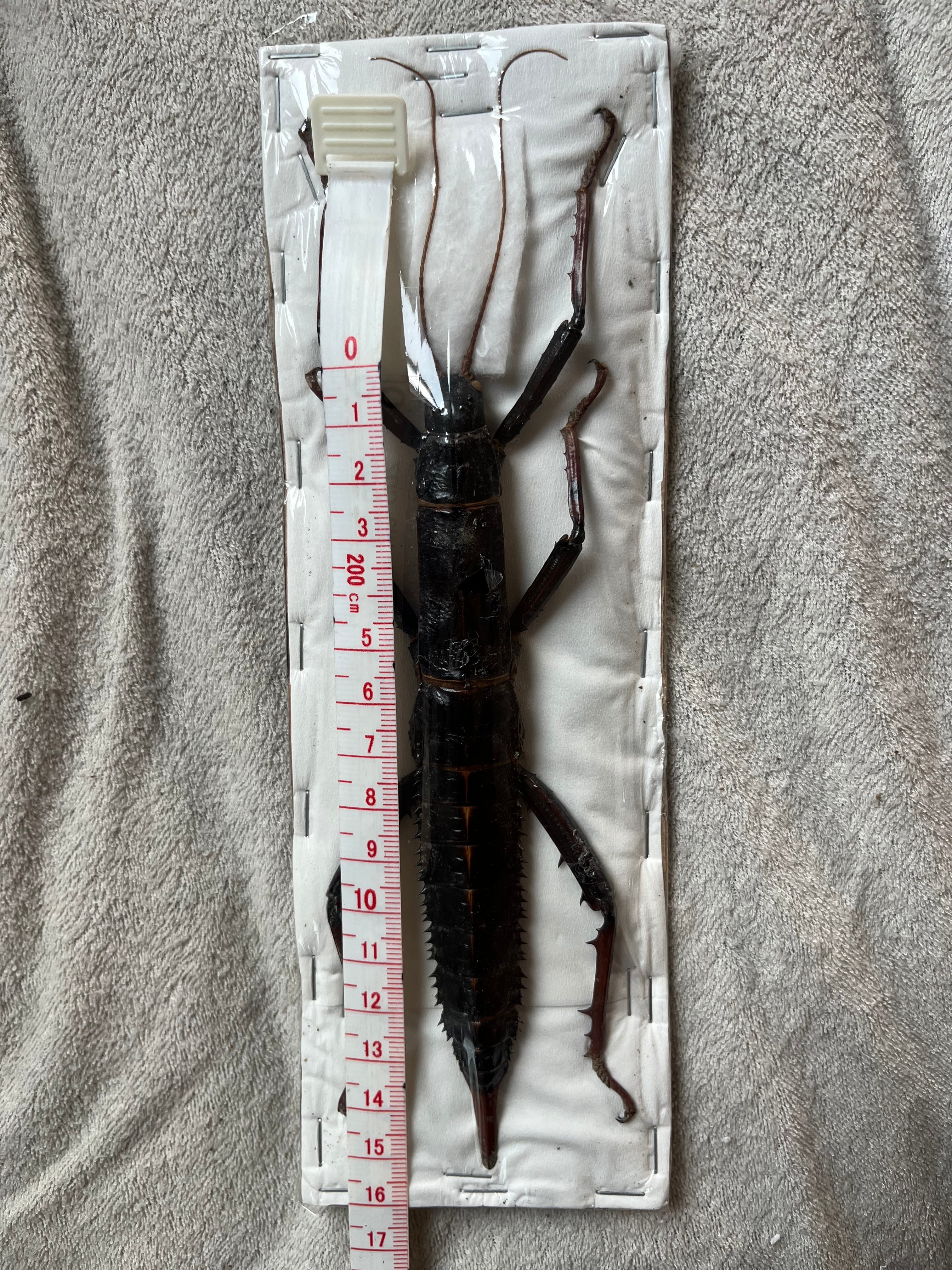 ♀】トゲアシフトナナフシオバケフトナナフシコノハムシカマキリ