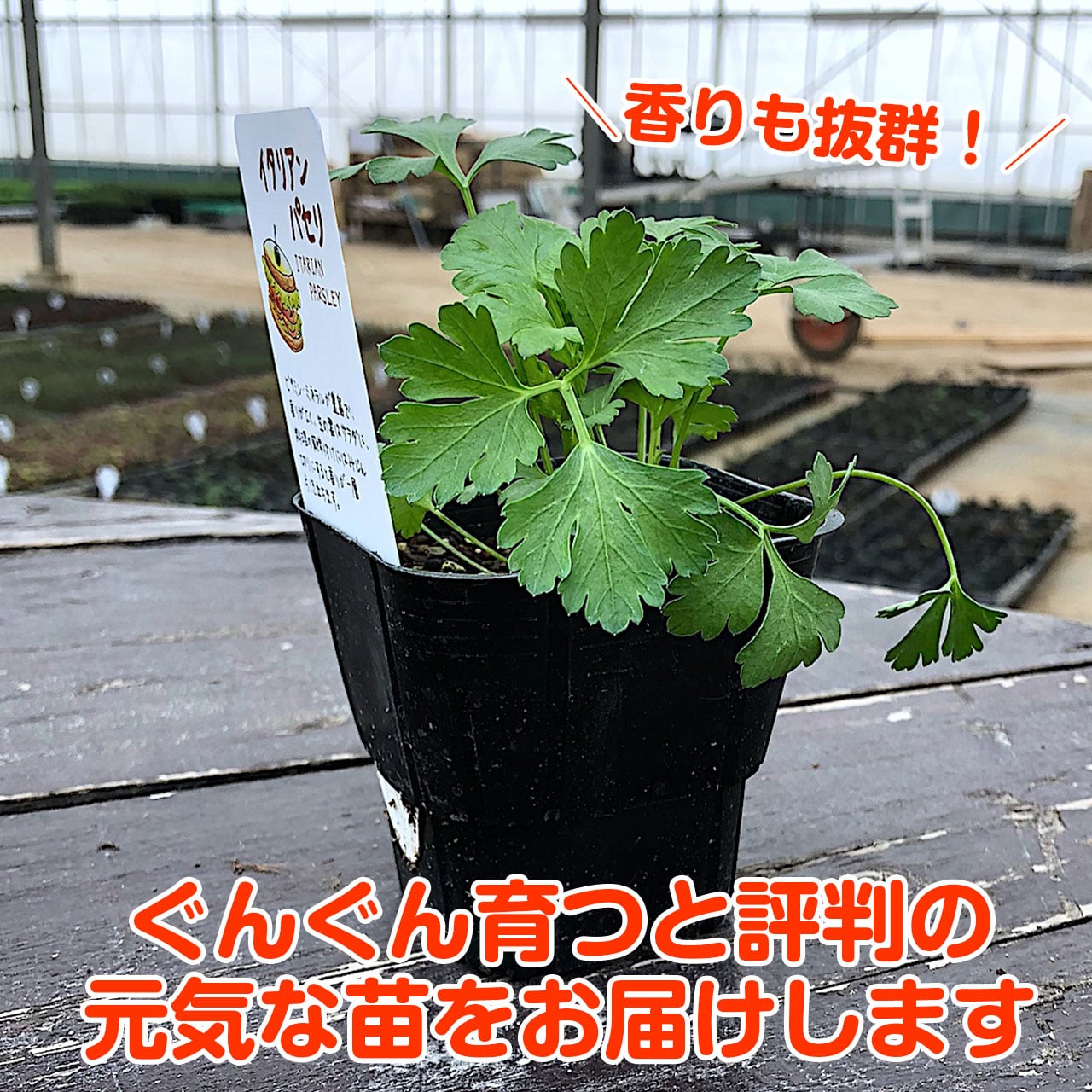 ハーブ 苗 10個 お試しセット | ハーブ苗のポタジェガーデン 本店 ハーブ 苗 10個 お試しセット | ハーブ苗のポタジェガーデン 本店