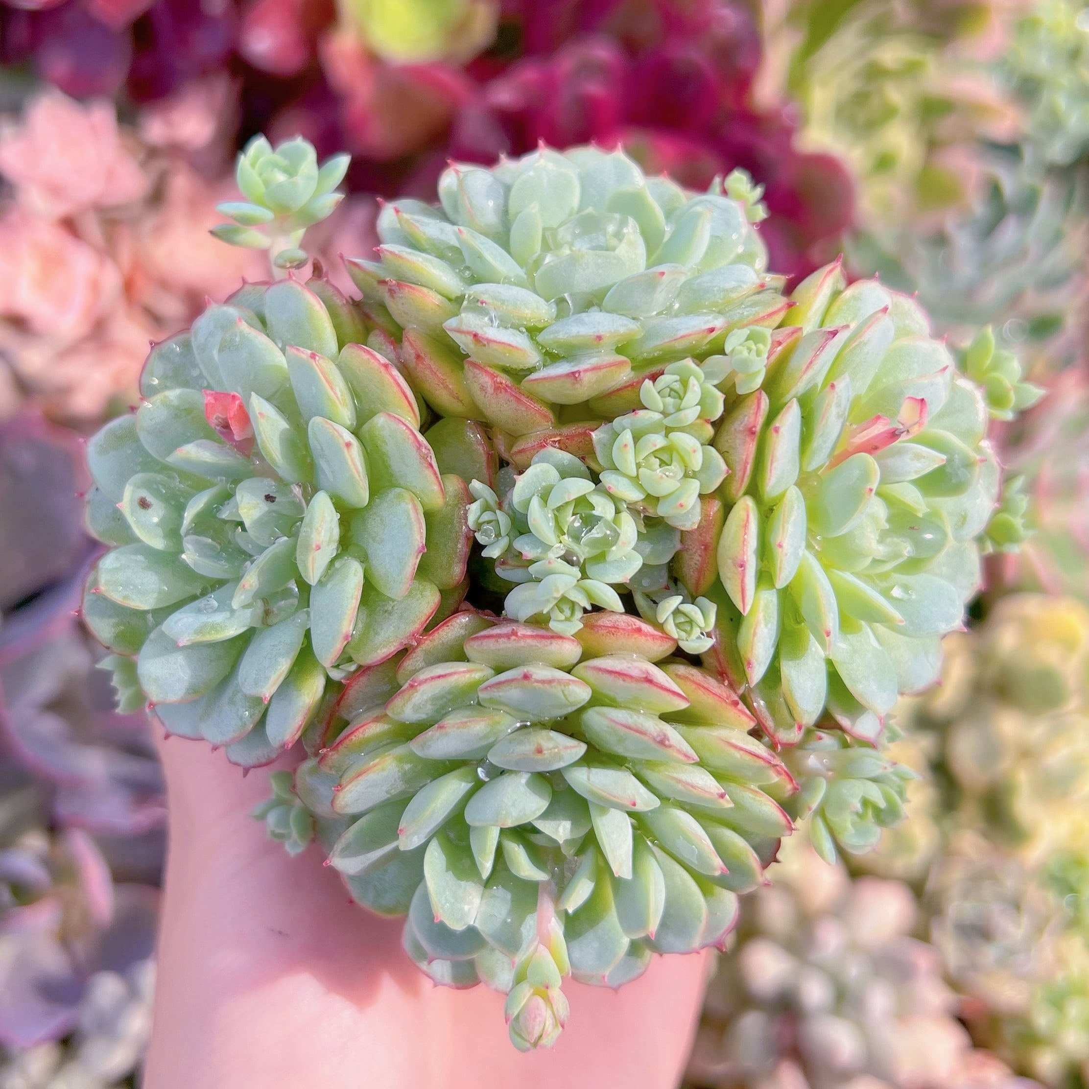 現品　レッドボート#F032　群生　るる農園