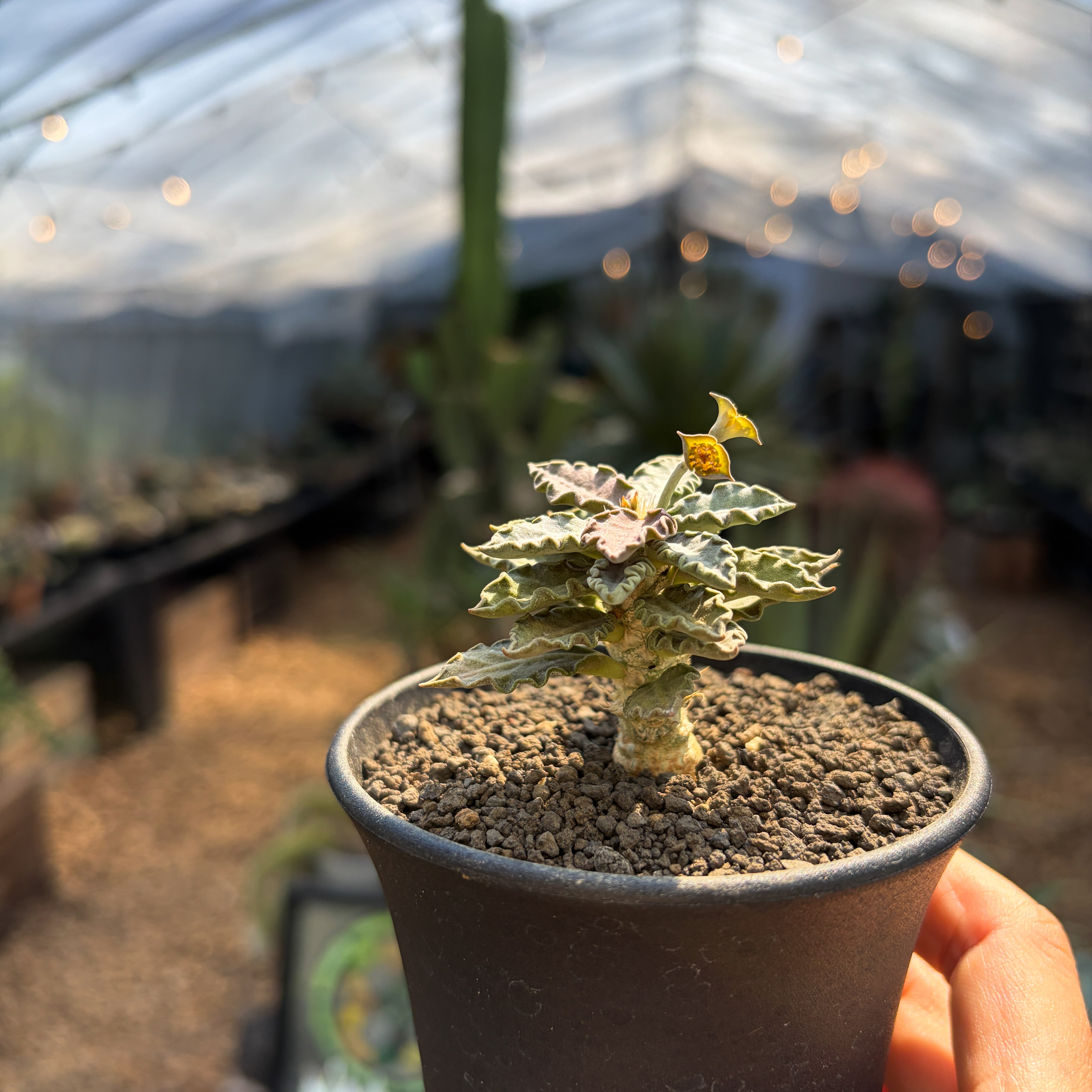 ユーフォルビア　トゥレアレンシス 実生（鉢付き） ユーフォルビア・トゥレアレンシスの実生が入荷しました！ 一つ一つ葉