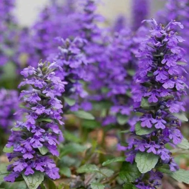 アジュガ レプタンス