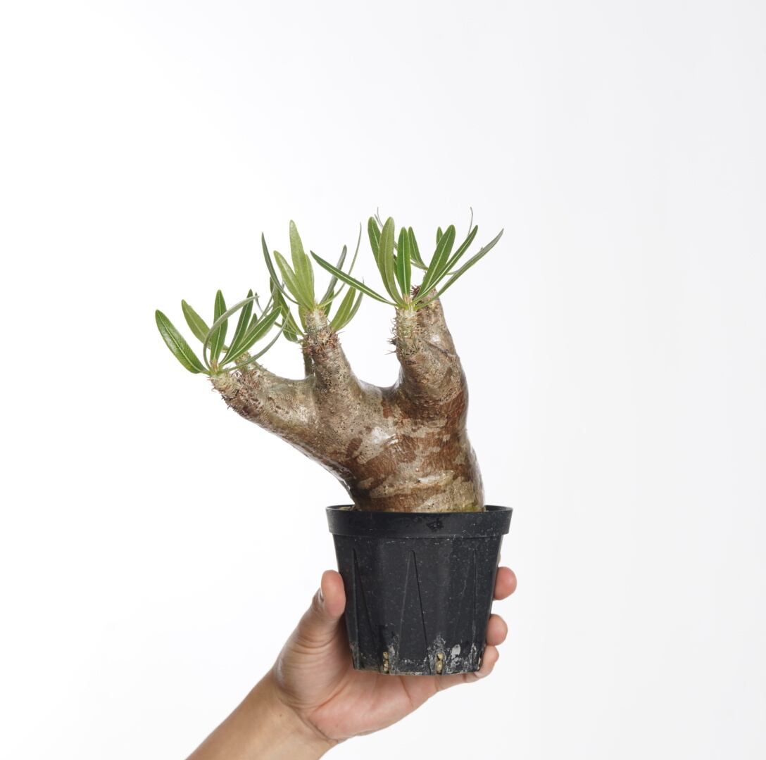 良型】パキポディウムイノピナツム 【公式通販】