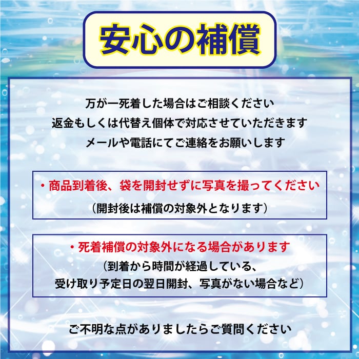 【5匹＋補償1匹】吽形
