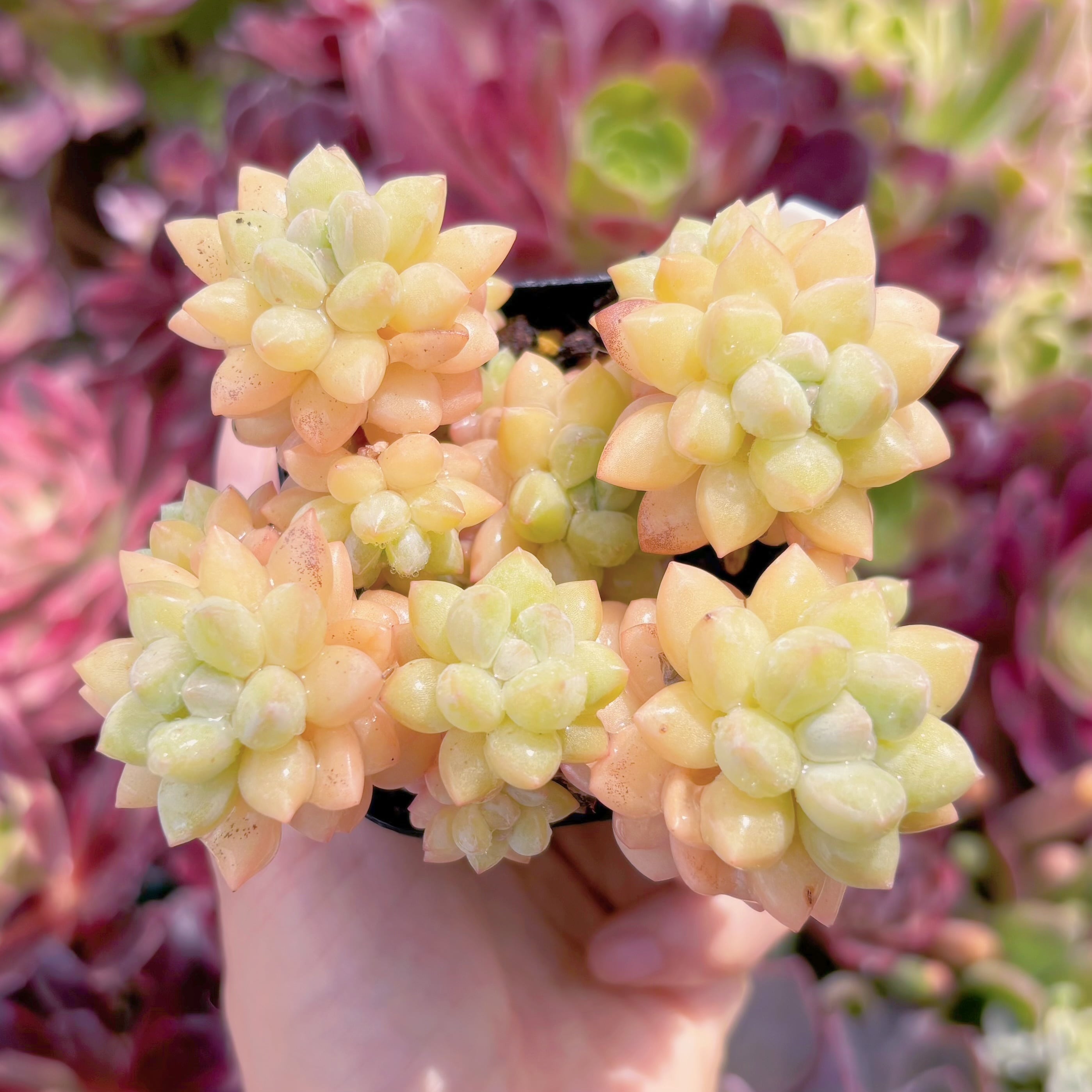 現品　ピンクパールsp#F056　るる農園