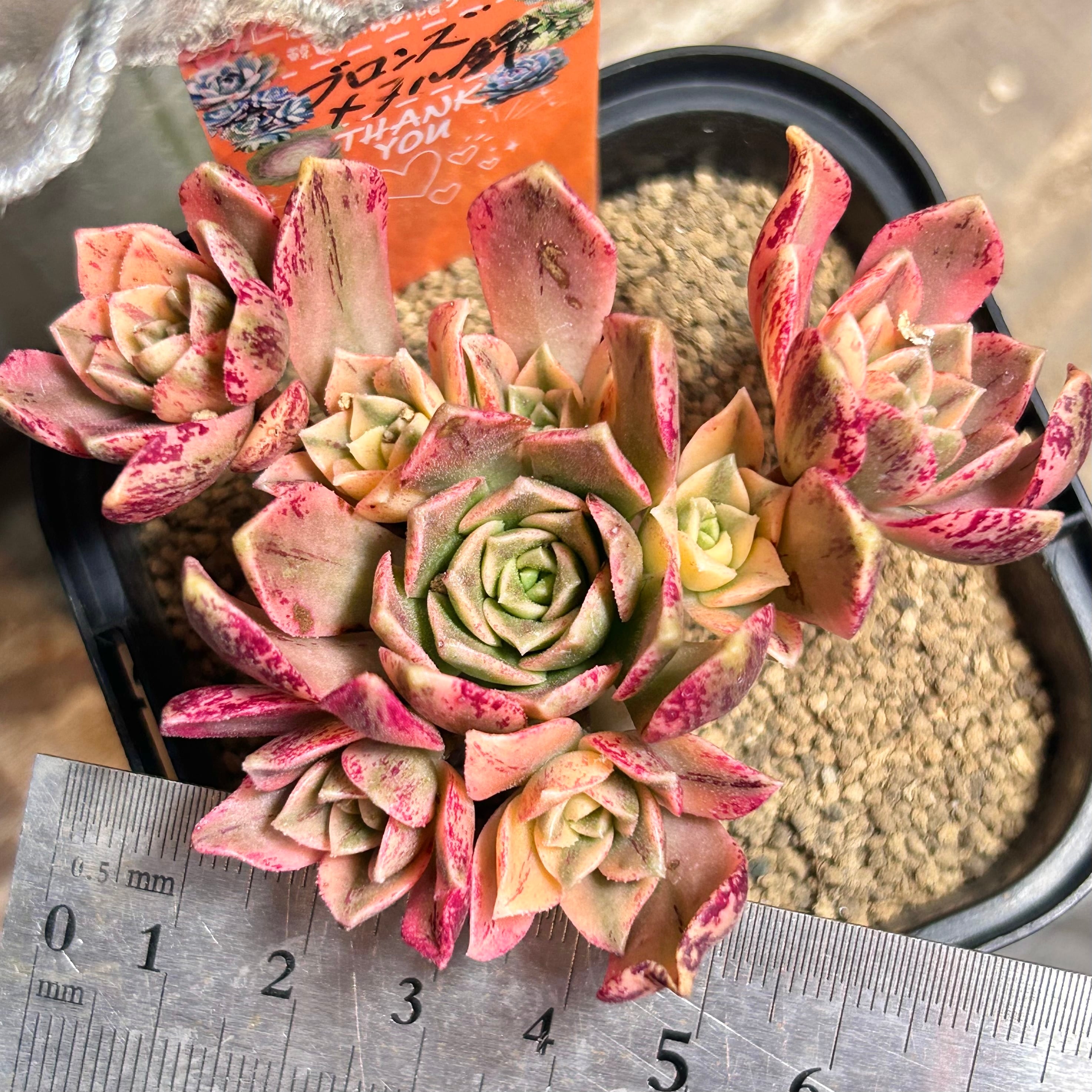 錦 | RuPo 多肉植物専門店