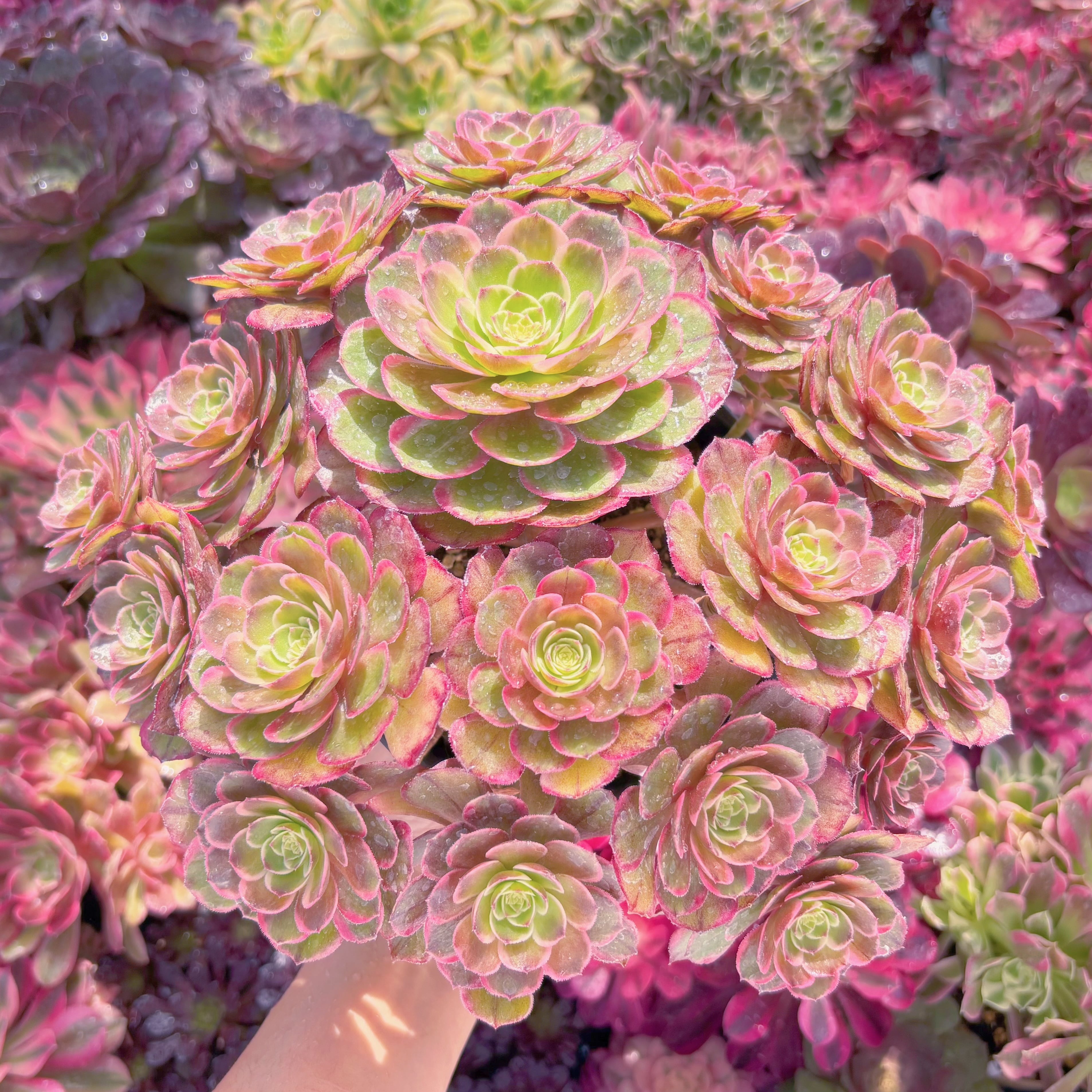 現品　夜宴の妖姫#A003　特大群生　新入荷　るる農園