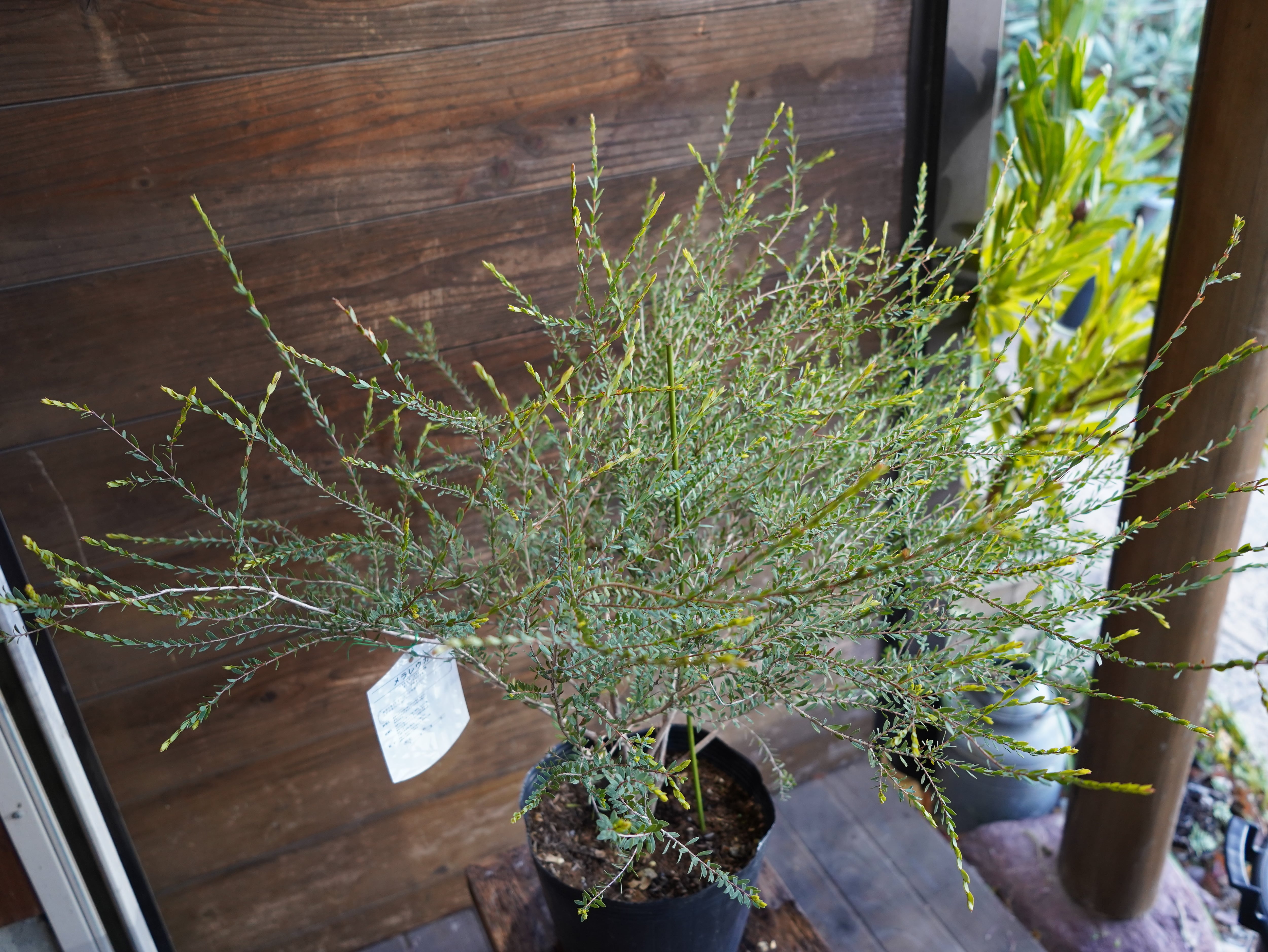 【現物】メラレウカ　”タイムハニーマータル”