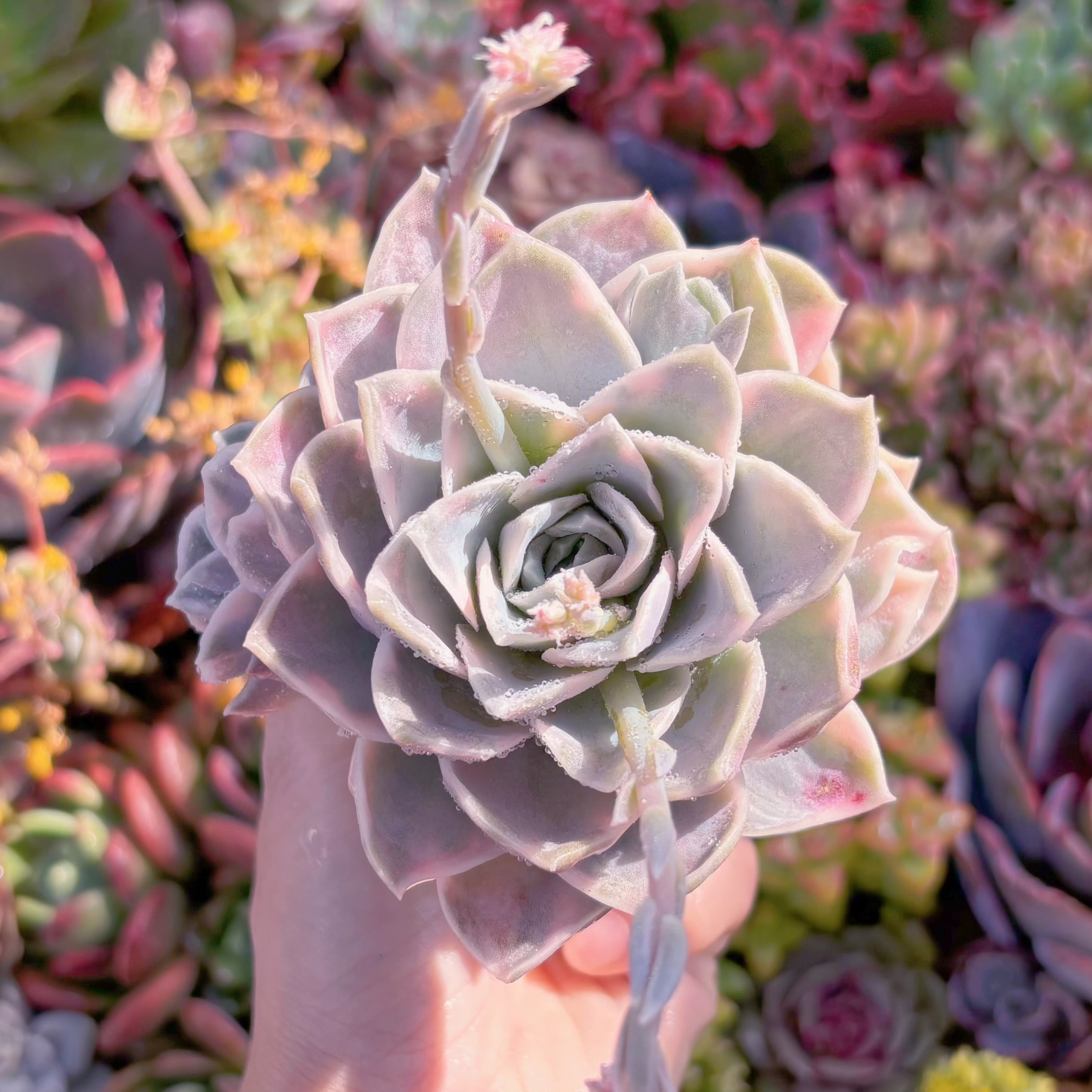 現品　ラブリーローズx白牡丹錦#M110　るる農園