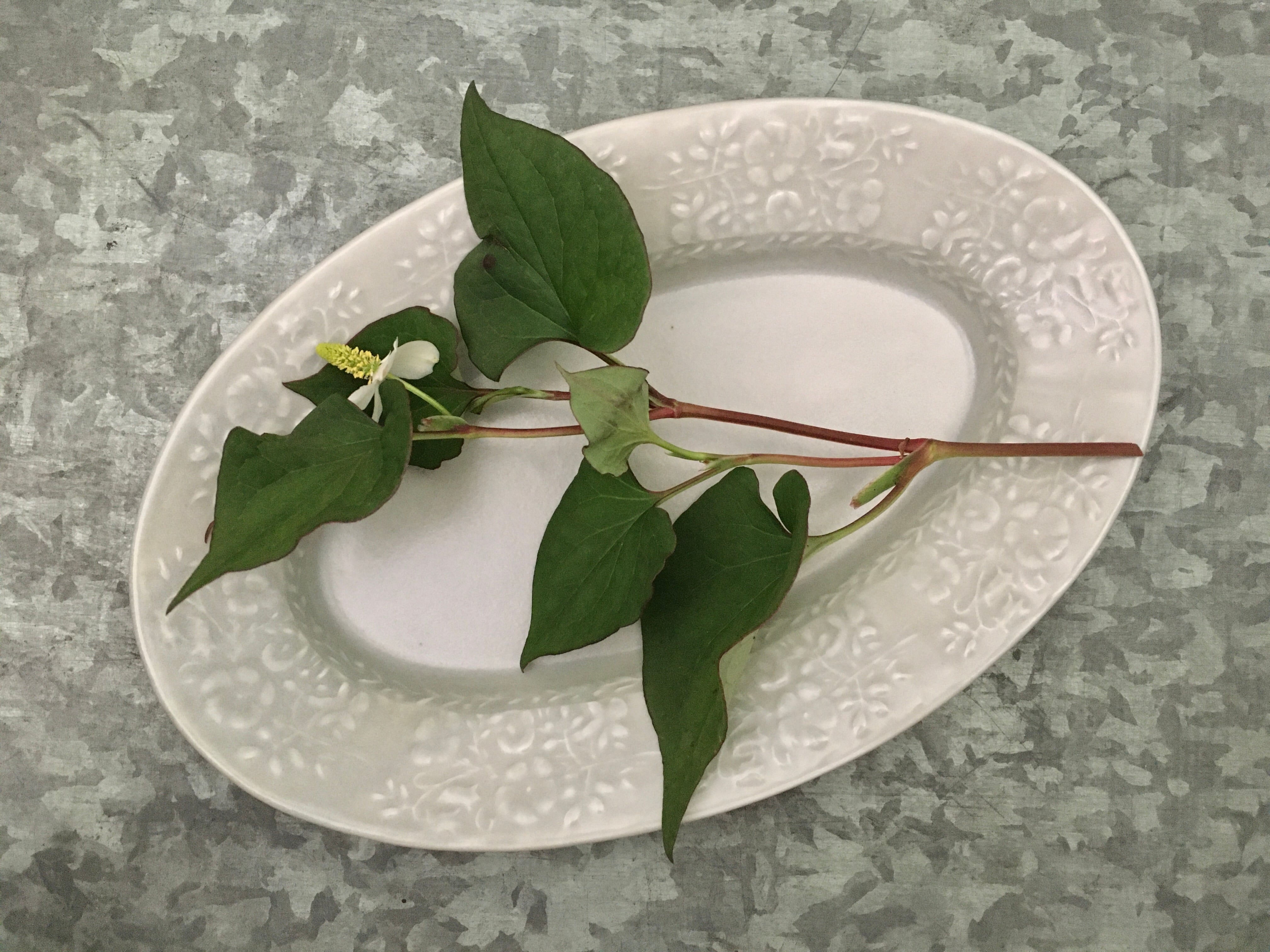 音屋 Nakagawa 中川洋子 オーバルプレート 【公式通販】