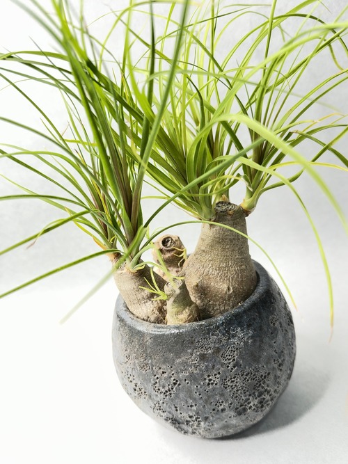 ノリナ・トックリの森