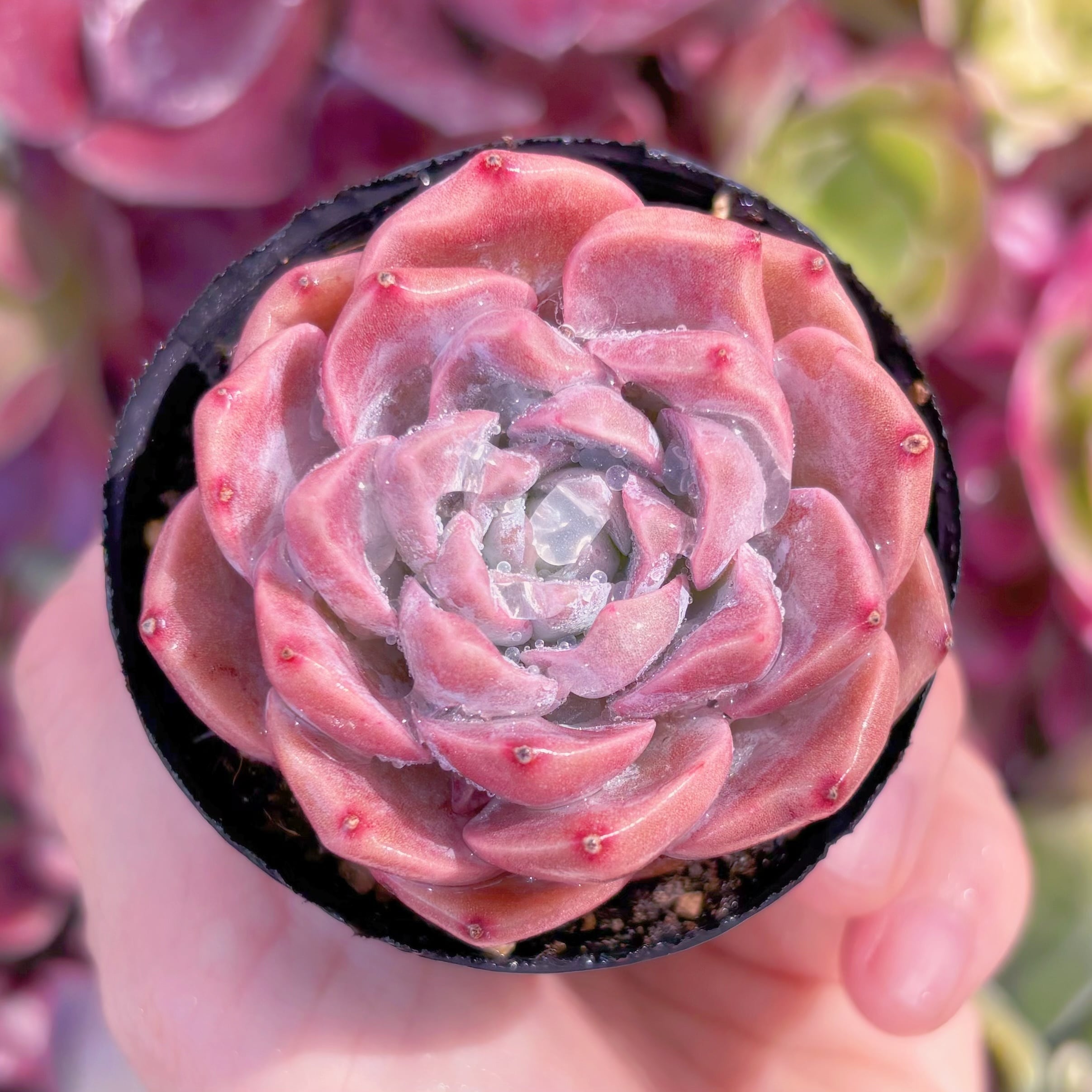 現品　E. hyalina x E. laui#638   るる農園