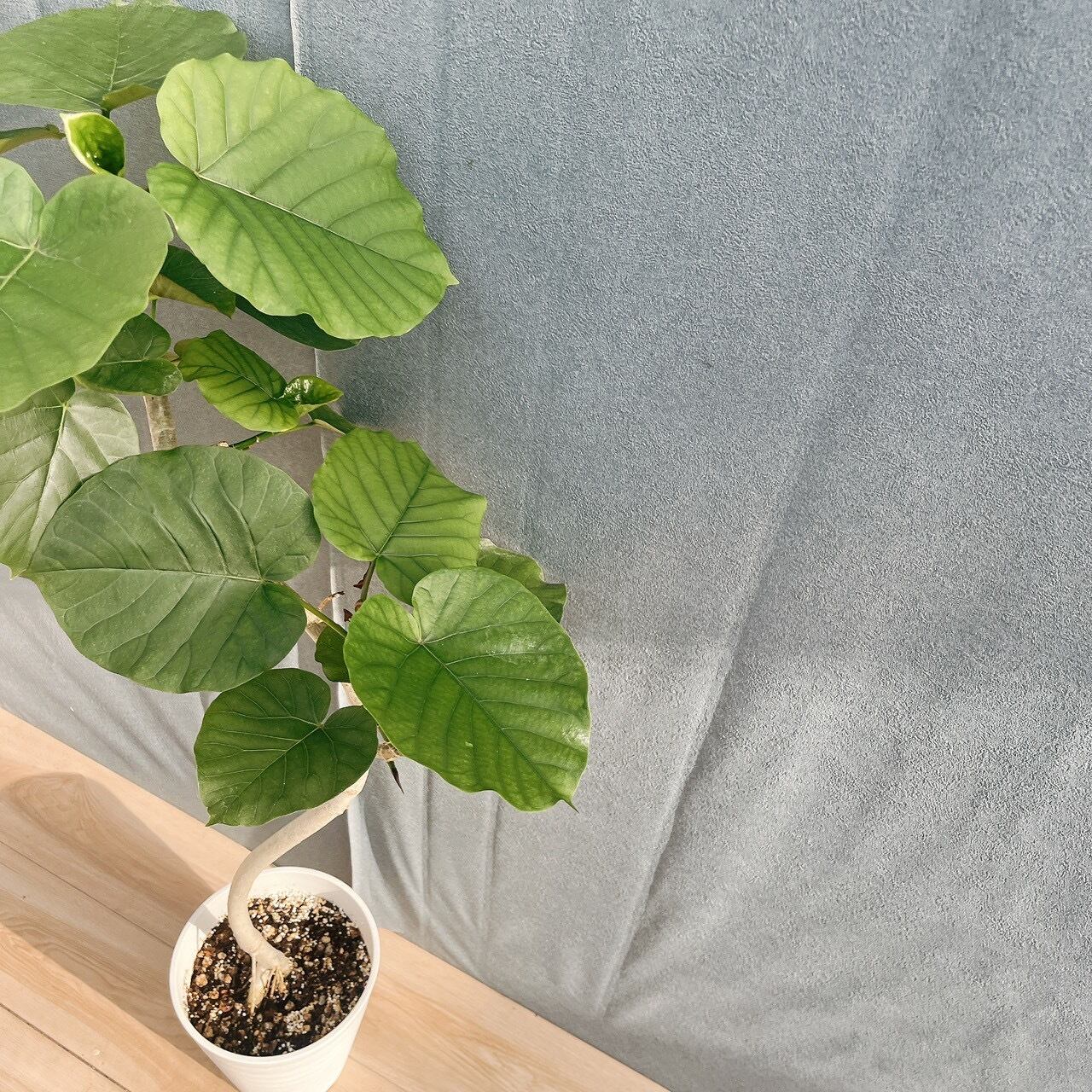 現品］19番 フィカス ウンベラータ 曲がり 7号 観葉植物 室内 ゴムの木