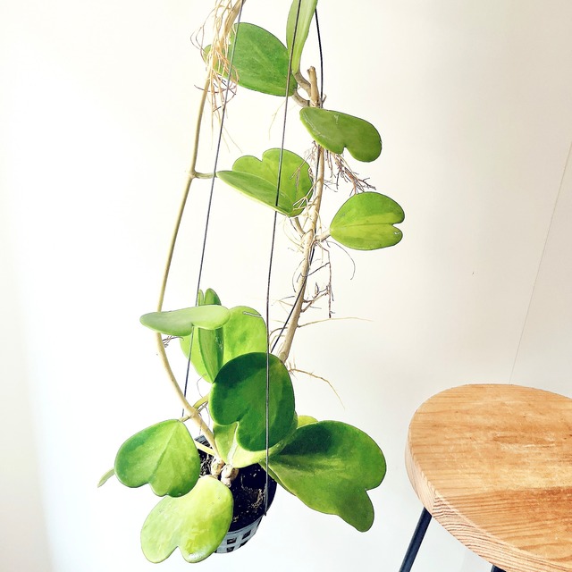希少品種ホヤコレクション：Hoya kerrii Inner Variegata（ホヤ・ケリー インナーバリエガータ）｜太陽園芸 × calm cafe