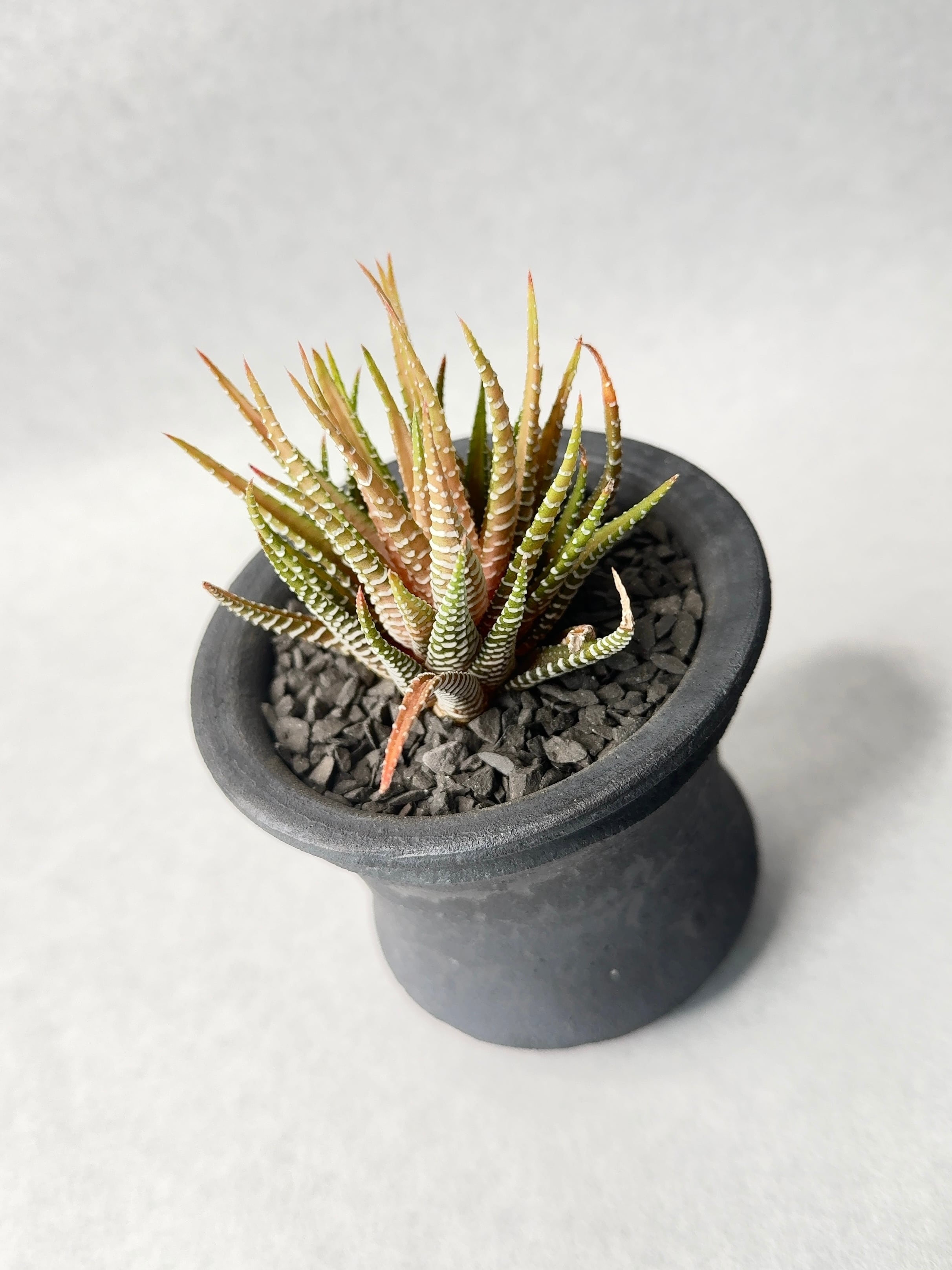 もも ハオルチア 白蝶 ハオルチア 白蝶｜園芸日記by肥後太郎｜みんなの趣味の園芸｜683569