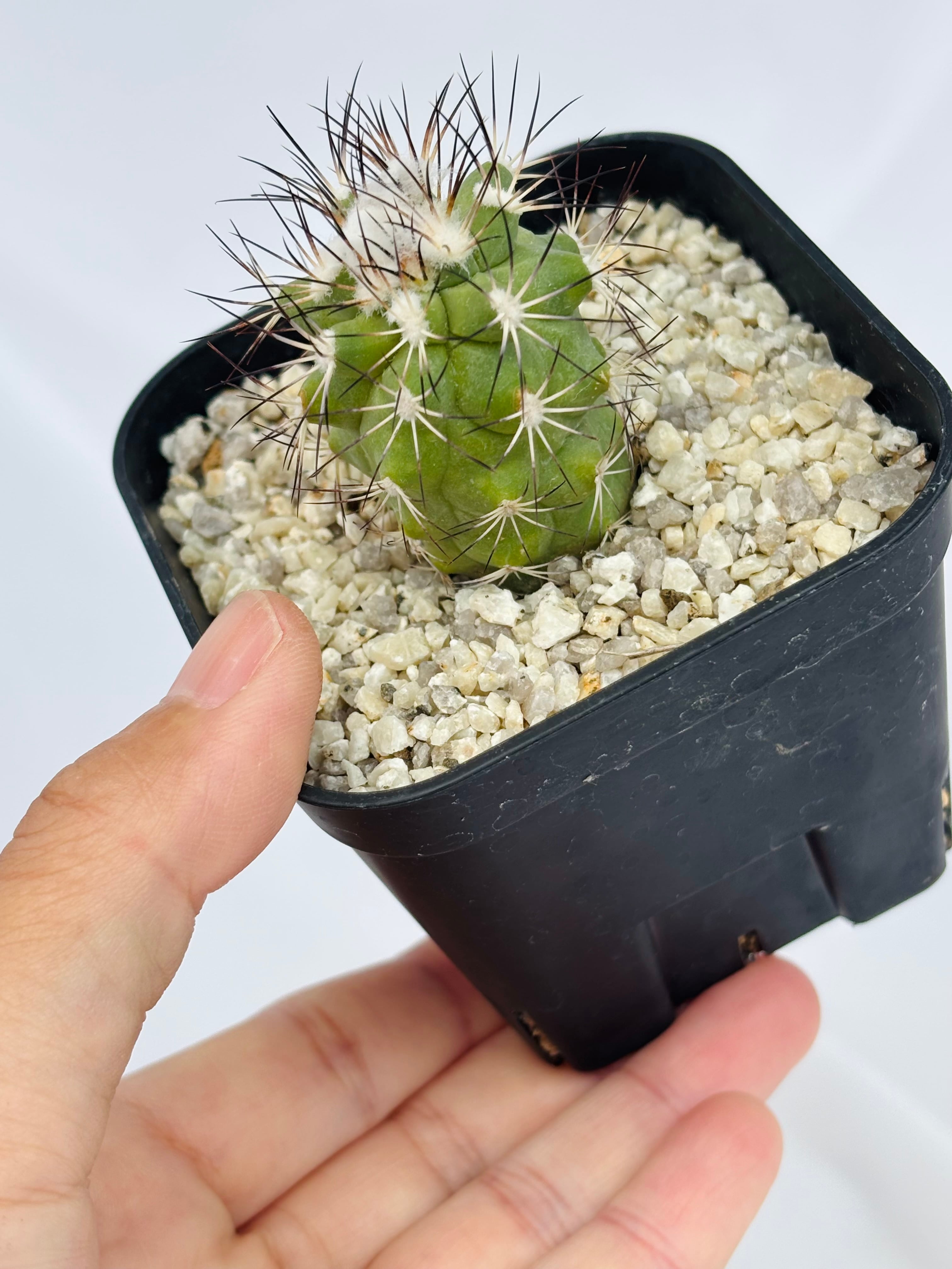 Gymnocactus gielsdorfianus ギムノカクタス 黒槍丸 サボテン | plants