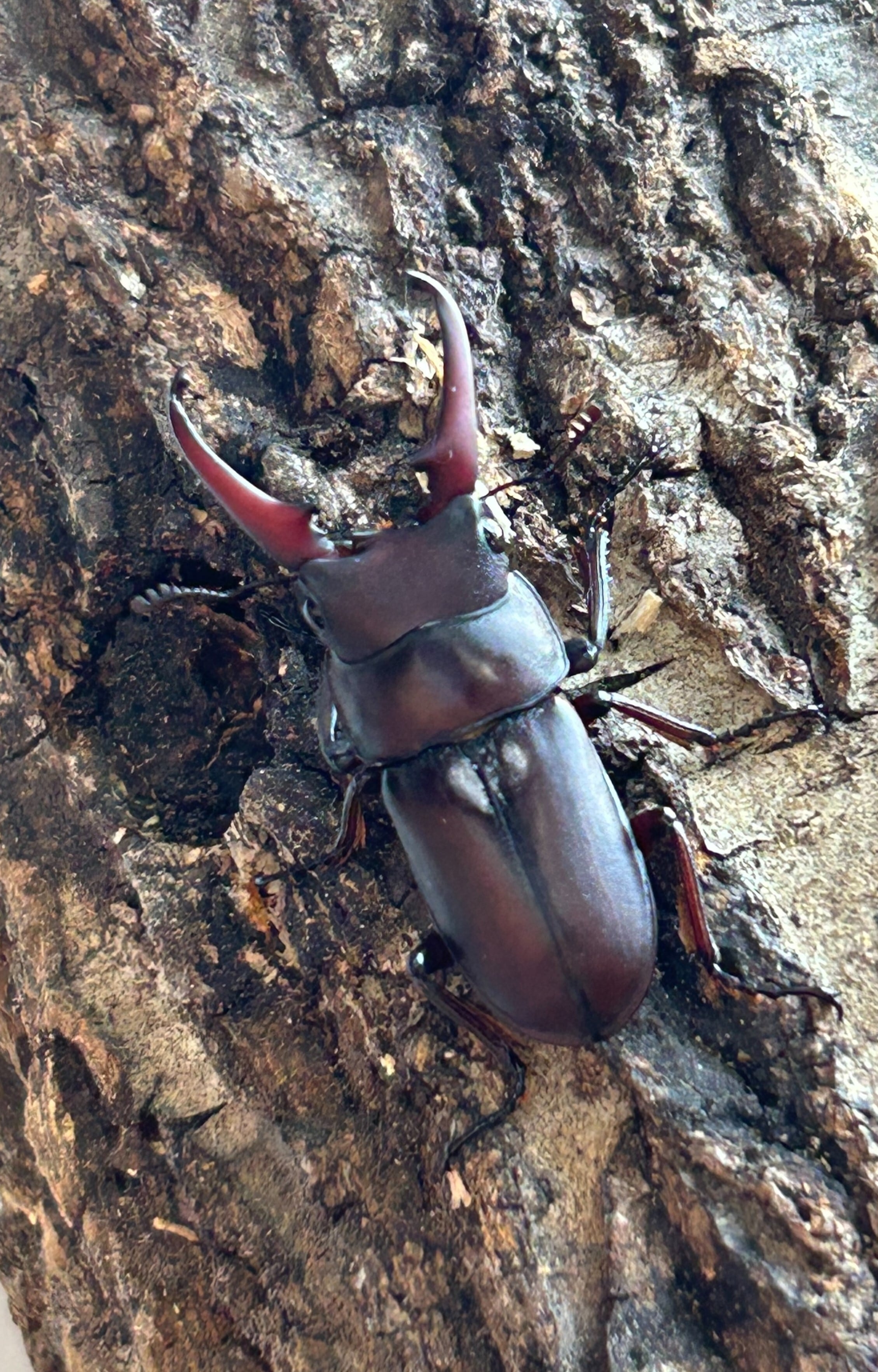 幼虫 | MGM ASAI WORKS